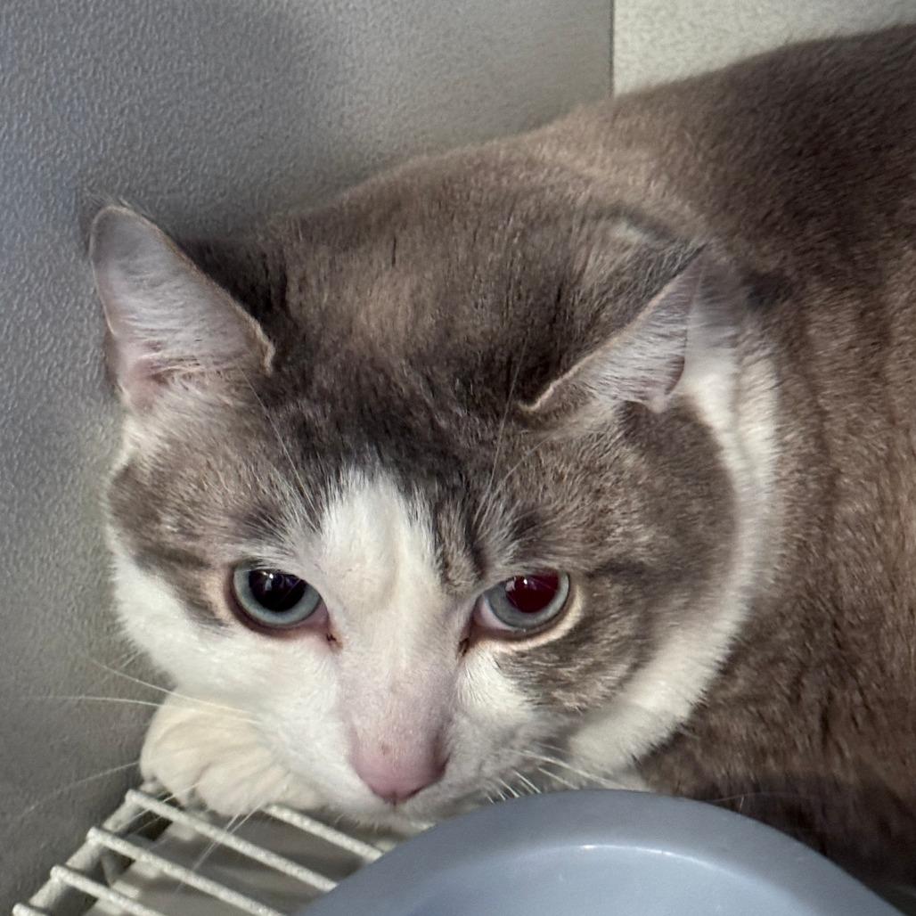 Moto Moto, Adoptable, Adult Male Domestic Short Hair.