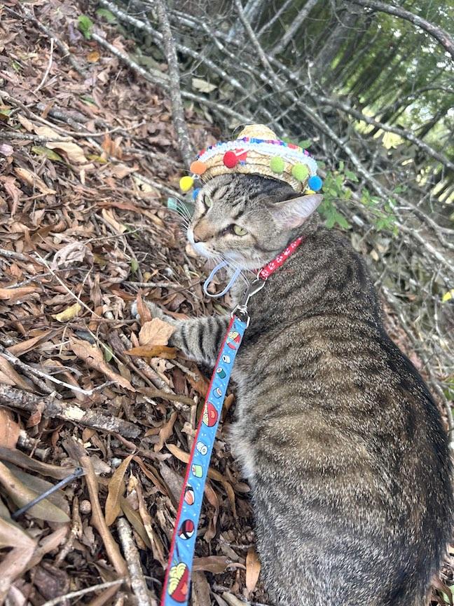 Sylus, Adoptable, Adult Male Domestic Short Hair.