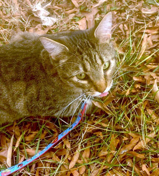 Enlarge Sylus, a Adoptable Domestic Short Hair in Albemarle, NC image 2/3