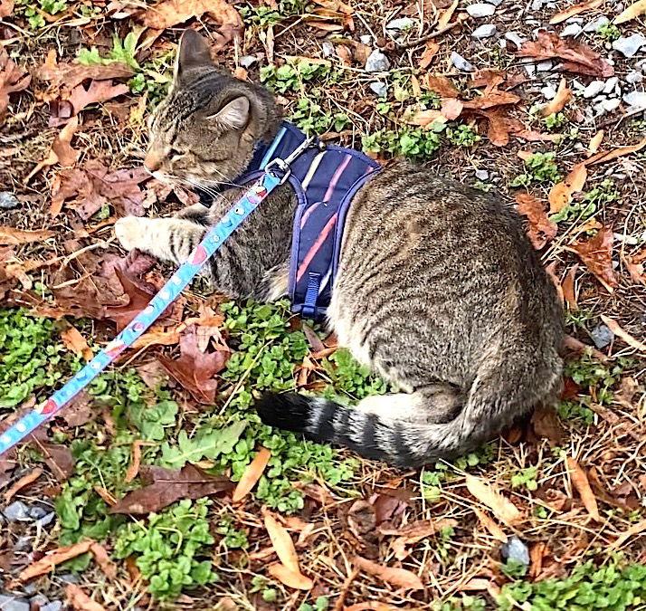 Enlarge Sylus, a Adoptable Domestic Short Hair in Albemarle, NC image 3/3