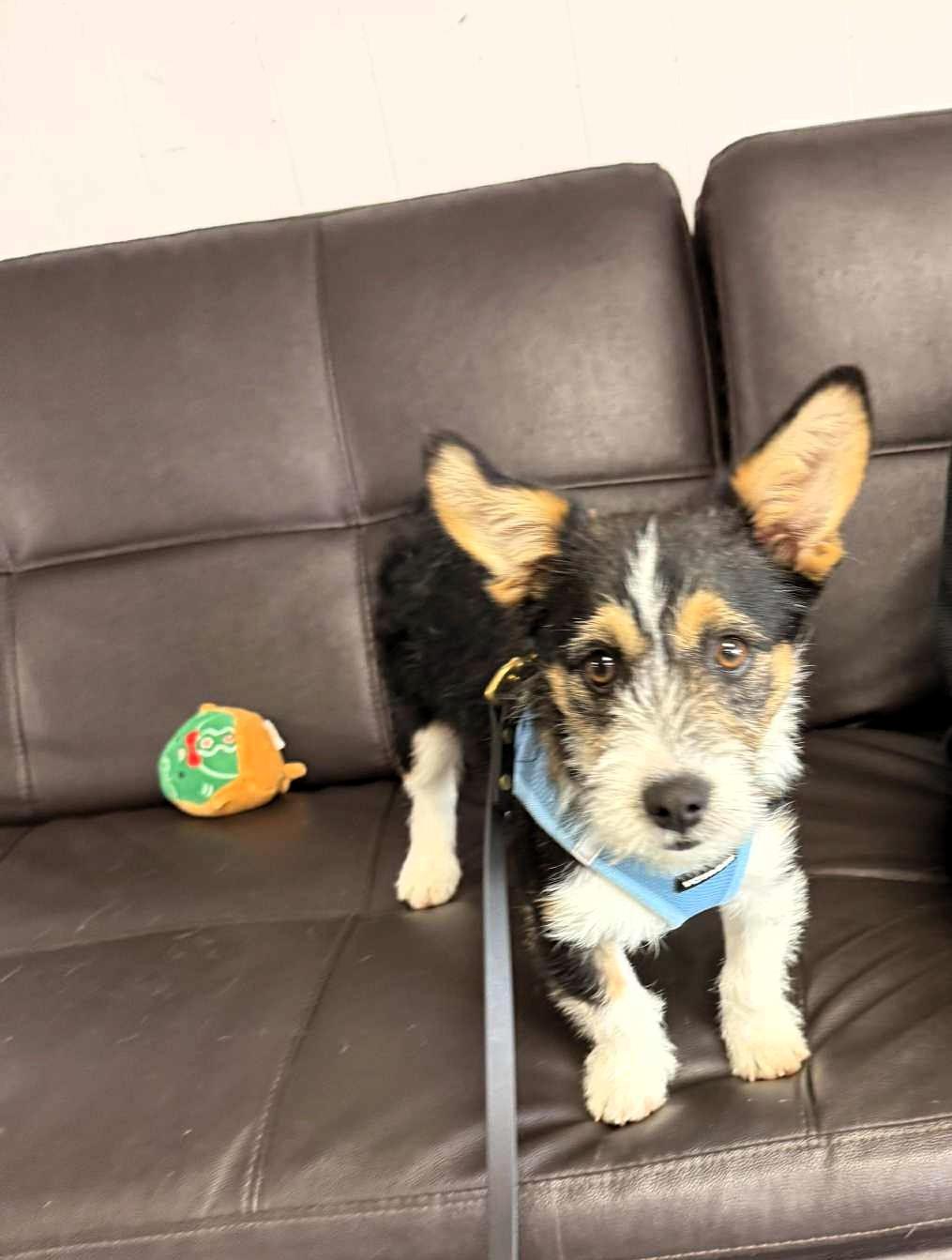 Onyx, Adoptable, Puppy Male Cardigan Welsh Corgi & Terrier.