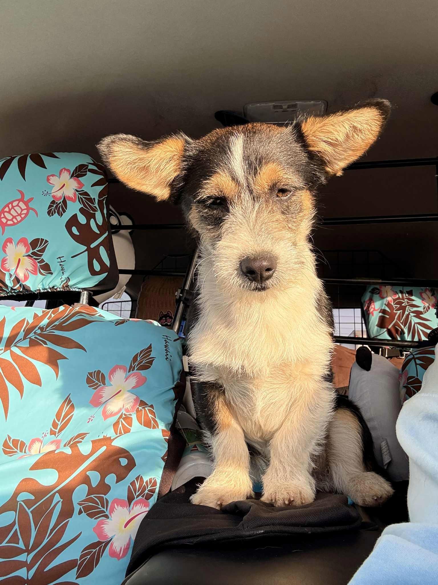 Enlarge Onyx, an adopted mixed breed in San Francisco, CA image 3/6