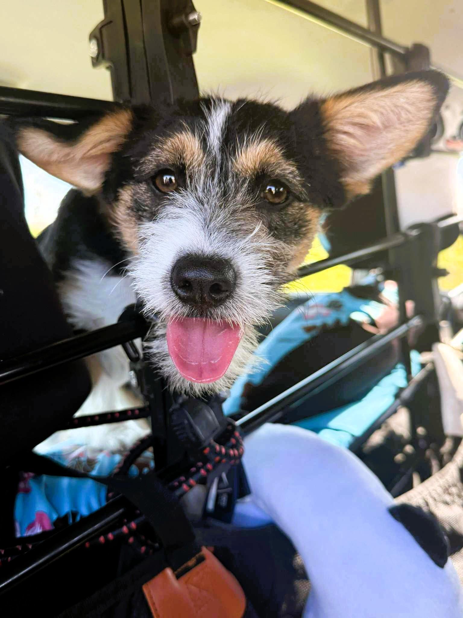 Enlarge Onyx, an adopted mixed breed in San Francisco, CA image 4/6