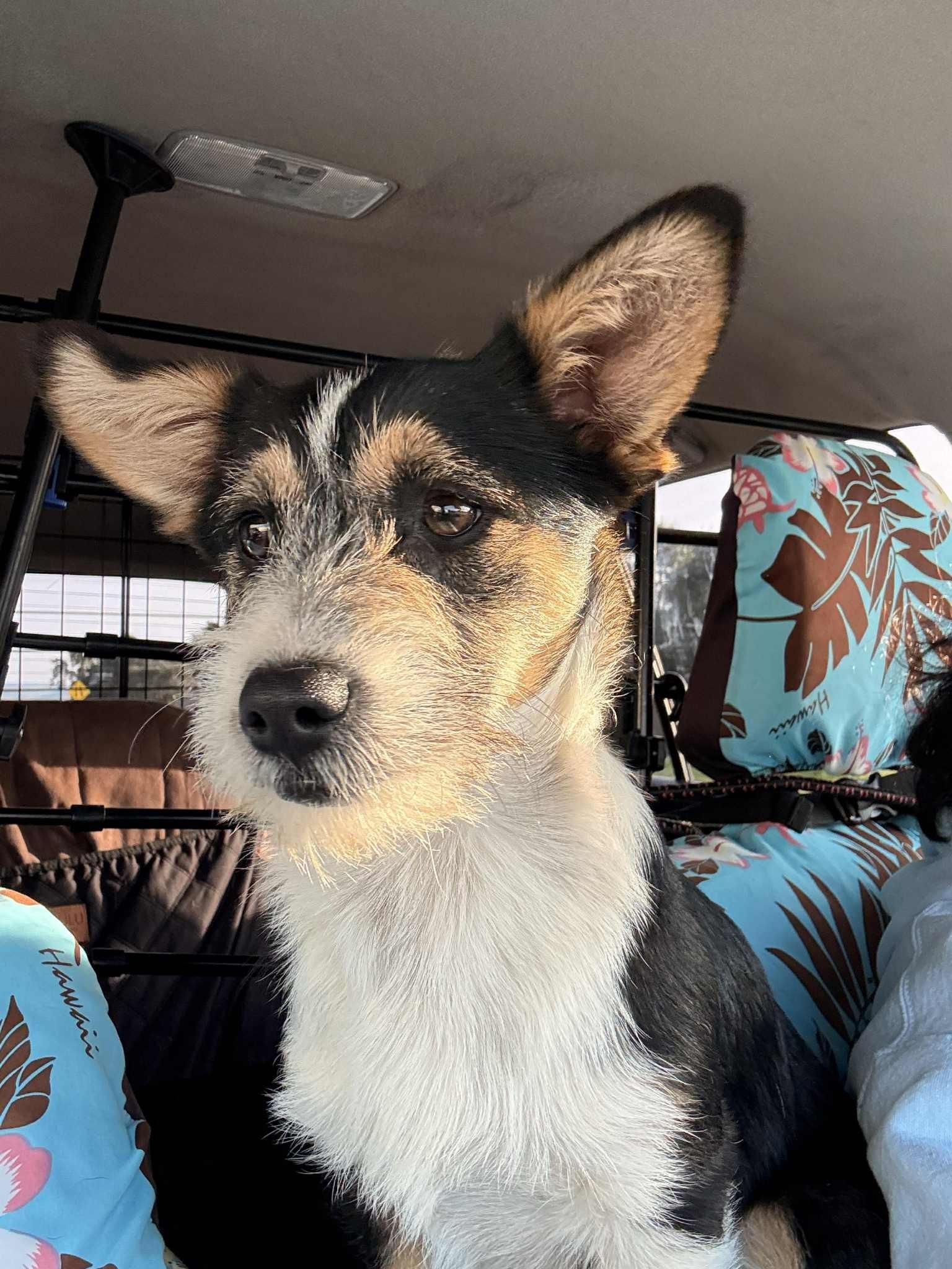 Enlarge Onyx, an adopted mixed breed in San Francisco, CA image 5/6