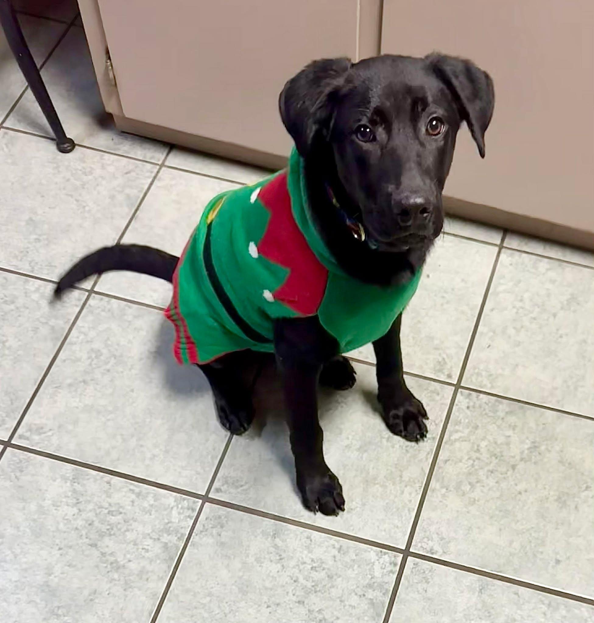 Enlarge Mike #18, an adopted mixed breed in Killingworth, CT image 2/4