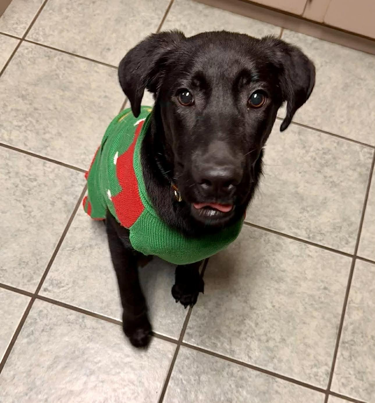 Enlarge Mike #18, an adopted mixed breed in Killingworth, CT image 3/4