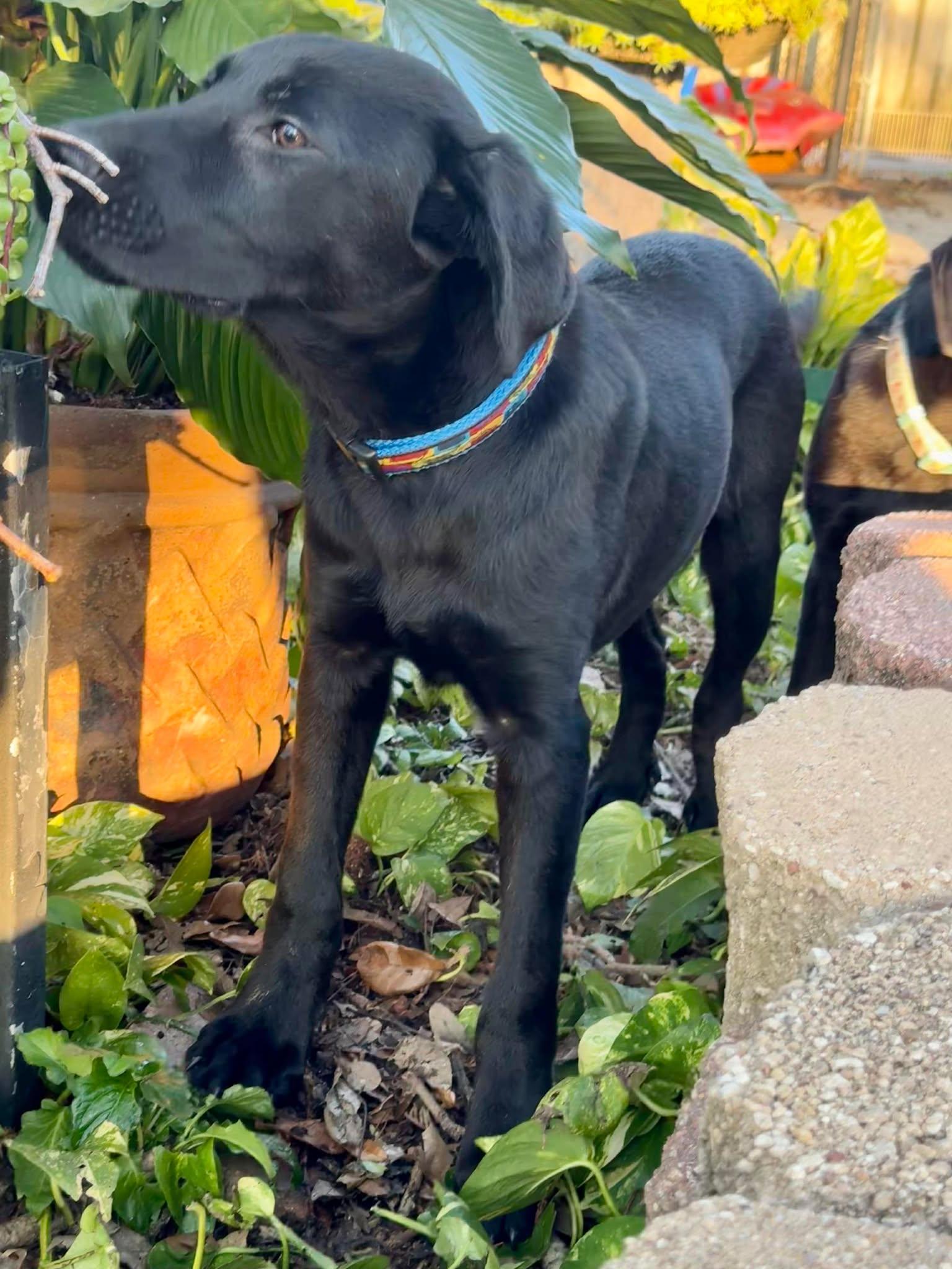 Enlarge Mike #18, an adopted mixed breed in Killingworth, CT image 4/4