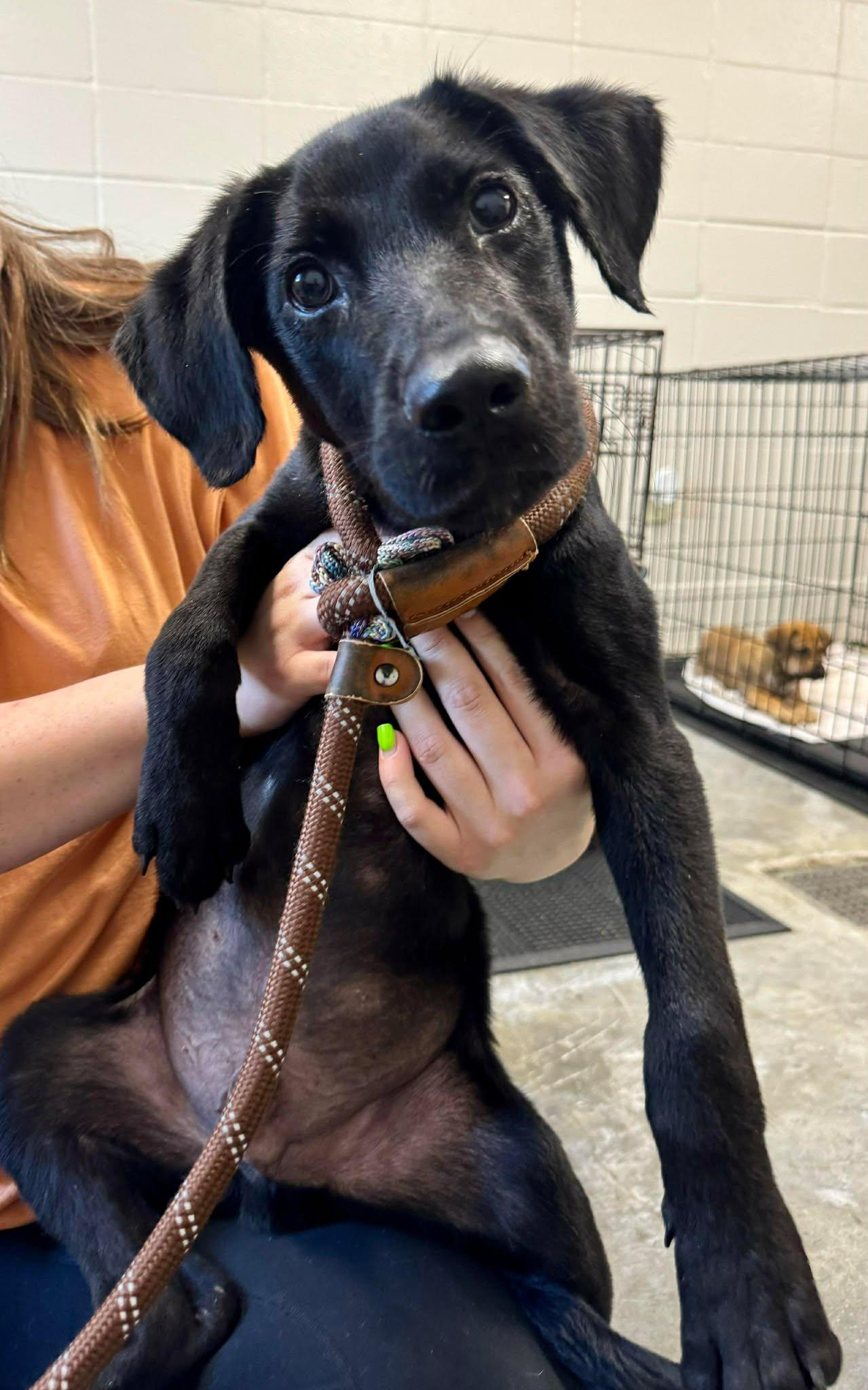 Enlarge Mike #18, an adopted mixed breed in Killingworth, CT image 1/4