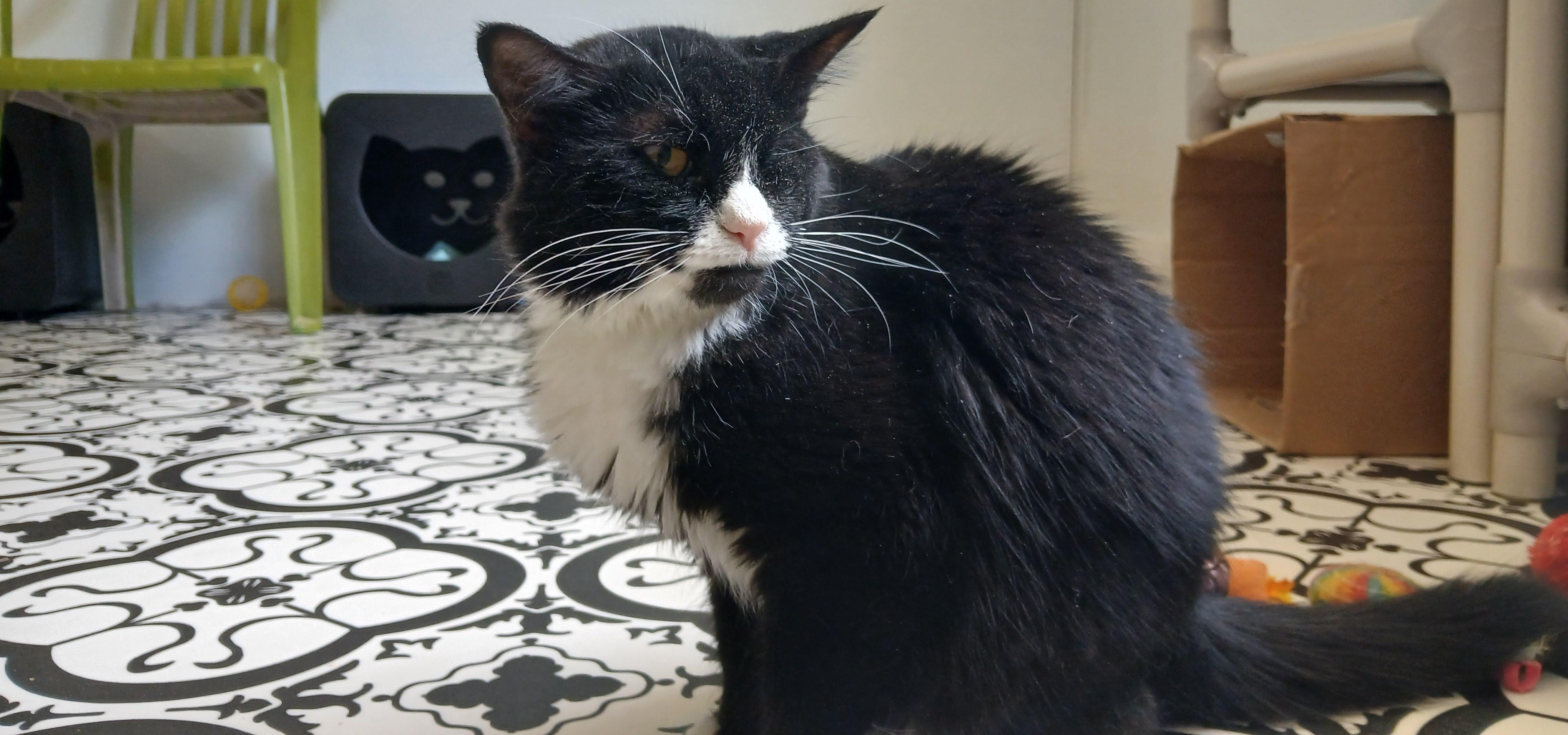 Iris, ADOPTABLE, Senior Female Domestic Medium Hair.