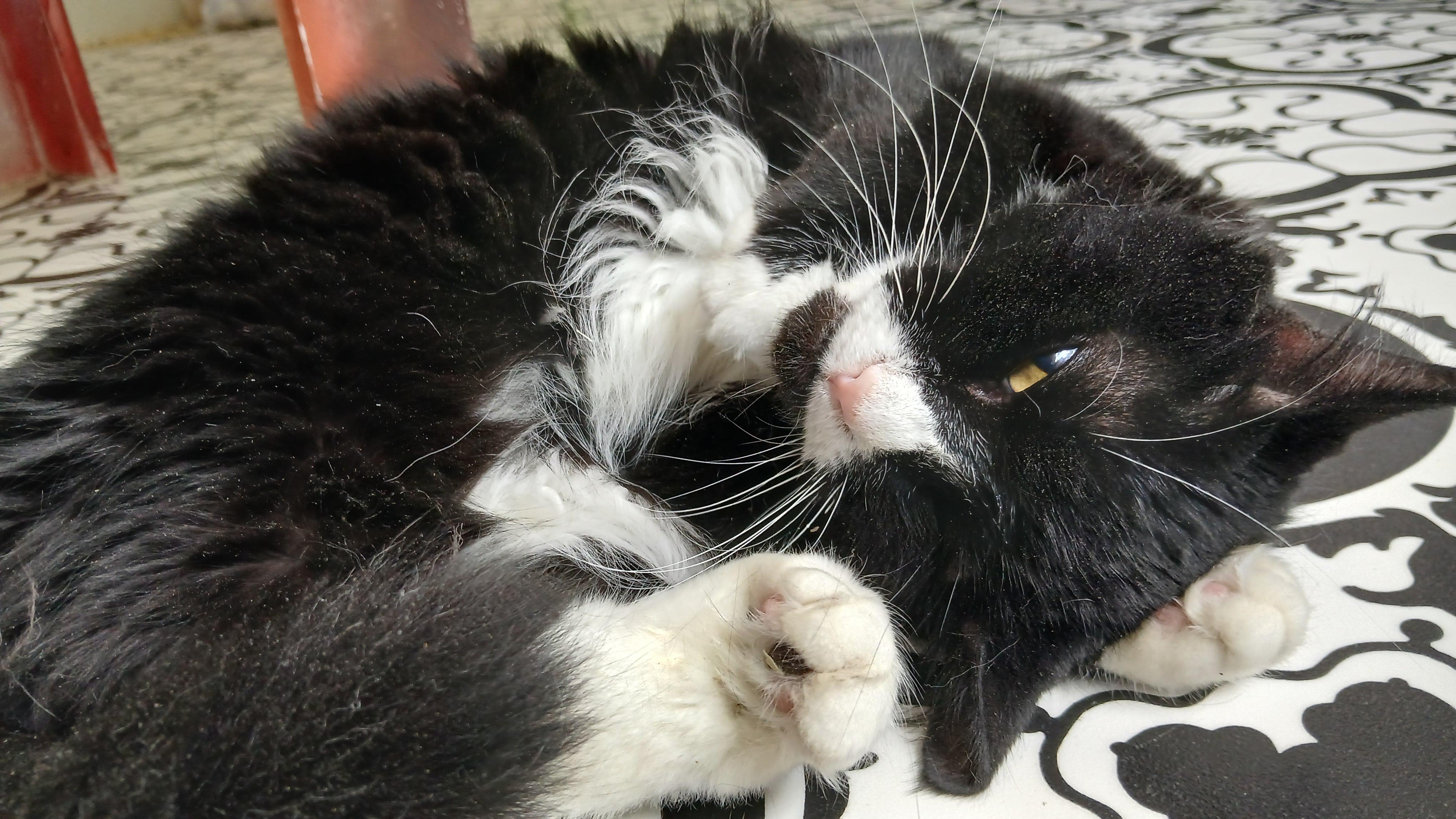 Enlarge Iris, a ADOPTABLE Domestic Medium Hair in Cullowhee, NC image 2/2