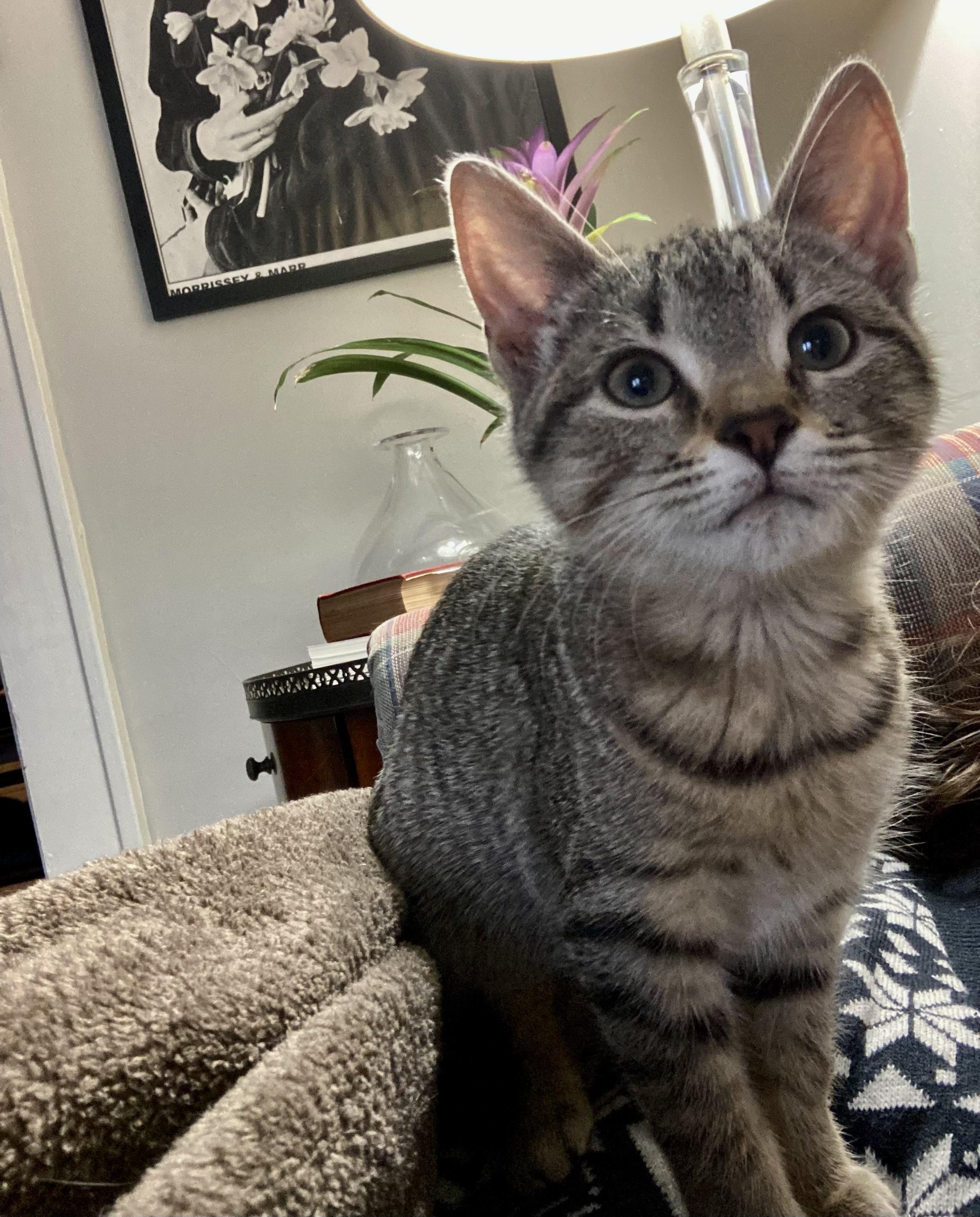 Enlarge Nutmeg , a Adoptable Domestic Short Hair in Columbia, SC image 2/2