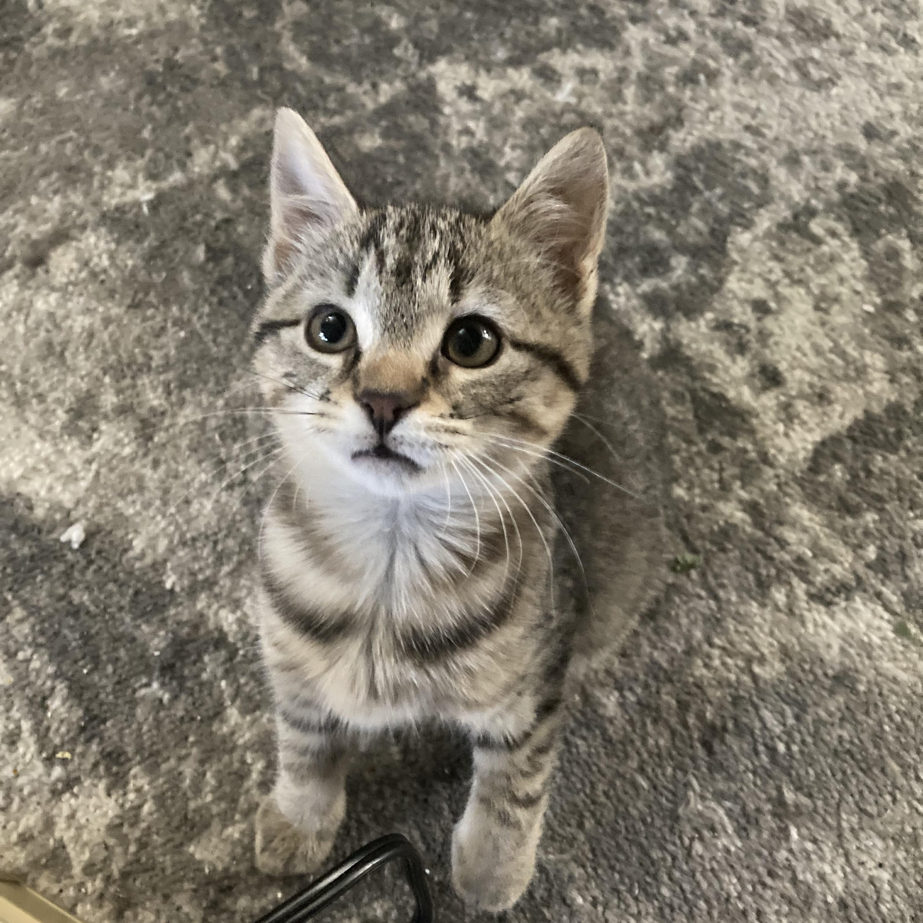 Nutmeg , Adoptable, Kitten Male Domestic Short Hair.