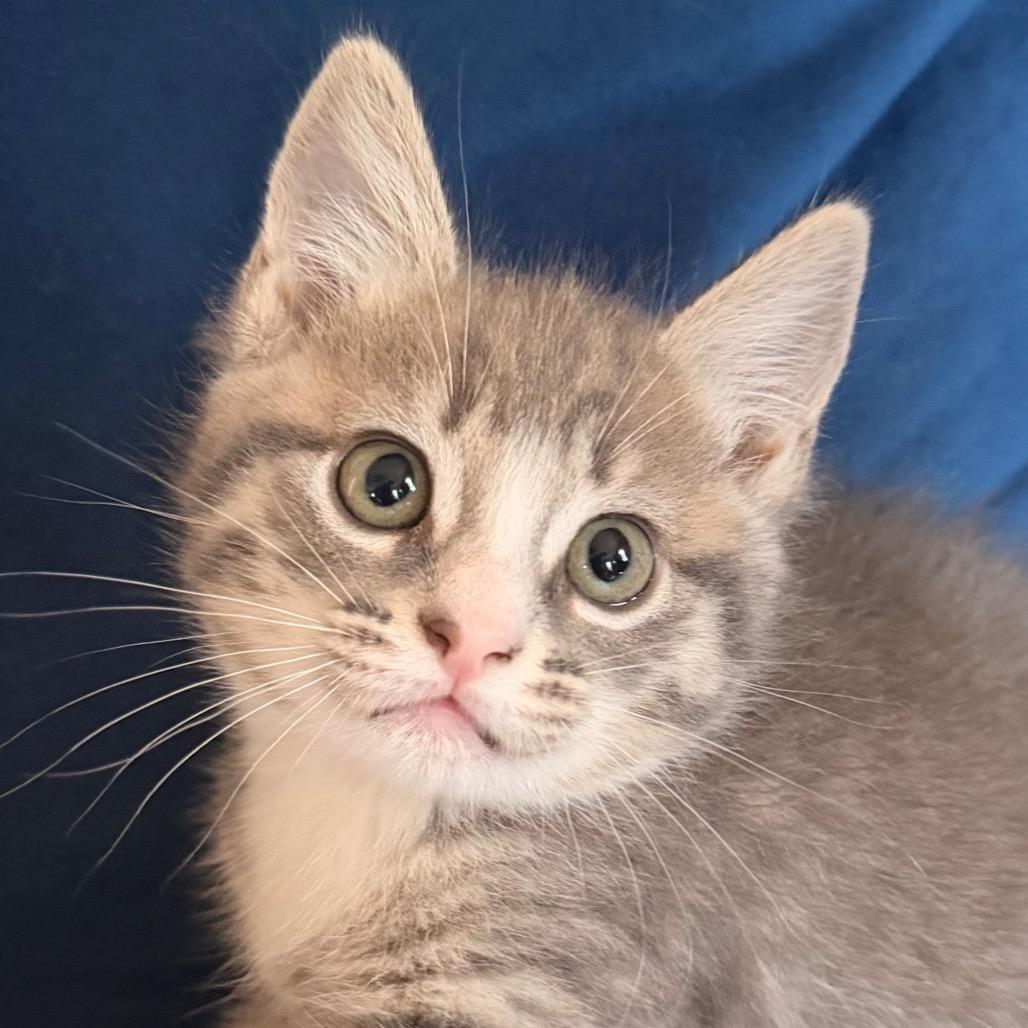 Boomer Allen-CA, a Adoptable Domestic Short Hair in Tallahassee, FL image 1/4