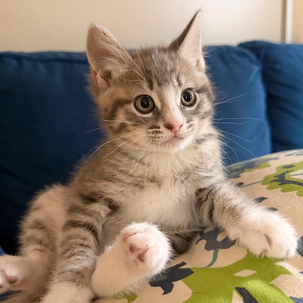 Boomer Allen-CA, a Adoptable Domestic Short Hair in Tallahassee, FL image 2/4