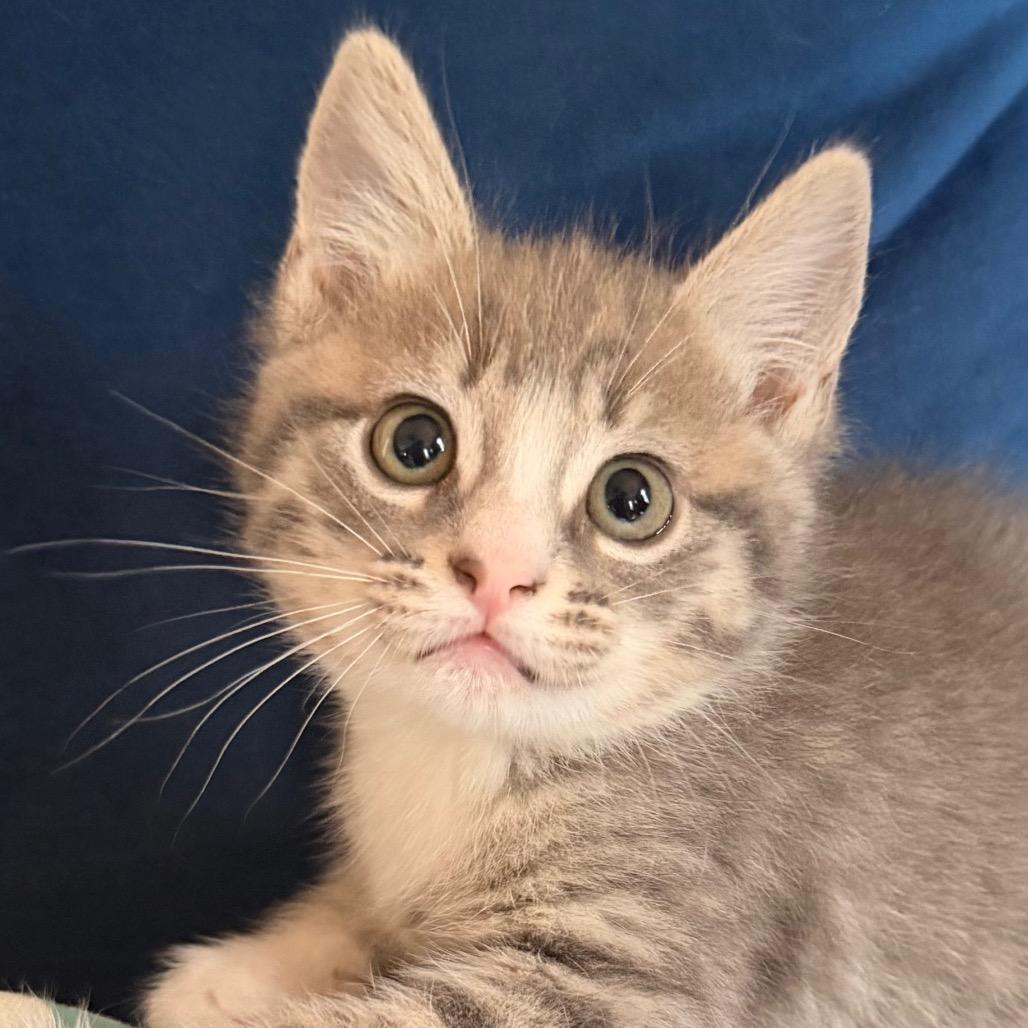 Boomer Allen-CA, a Adoptable Domestic Short Hair in Tallahassee, FL image 3/4