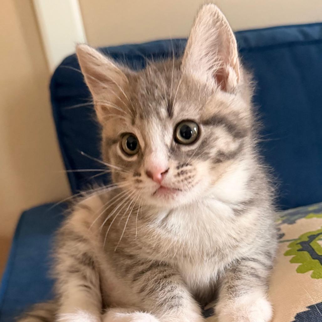 Boomer Allen-CA, a Adoptable Domestic Short Hair in Tallahassee, FL image 4/4