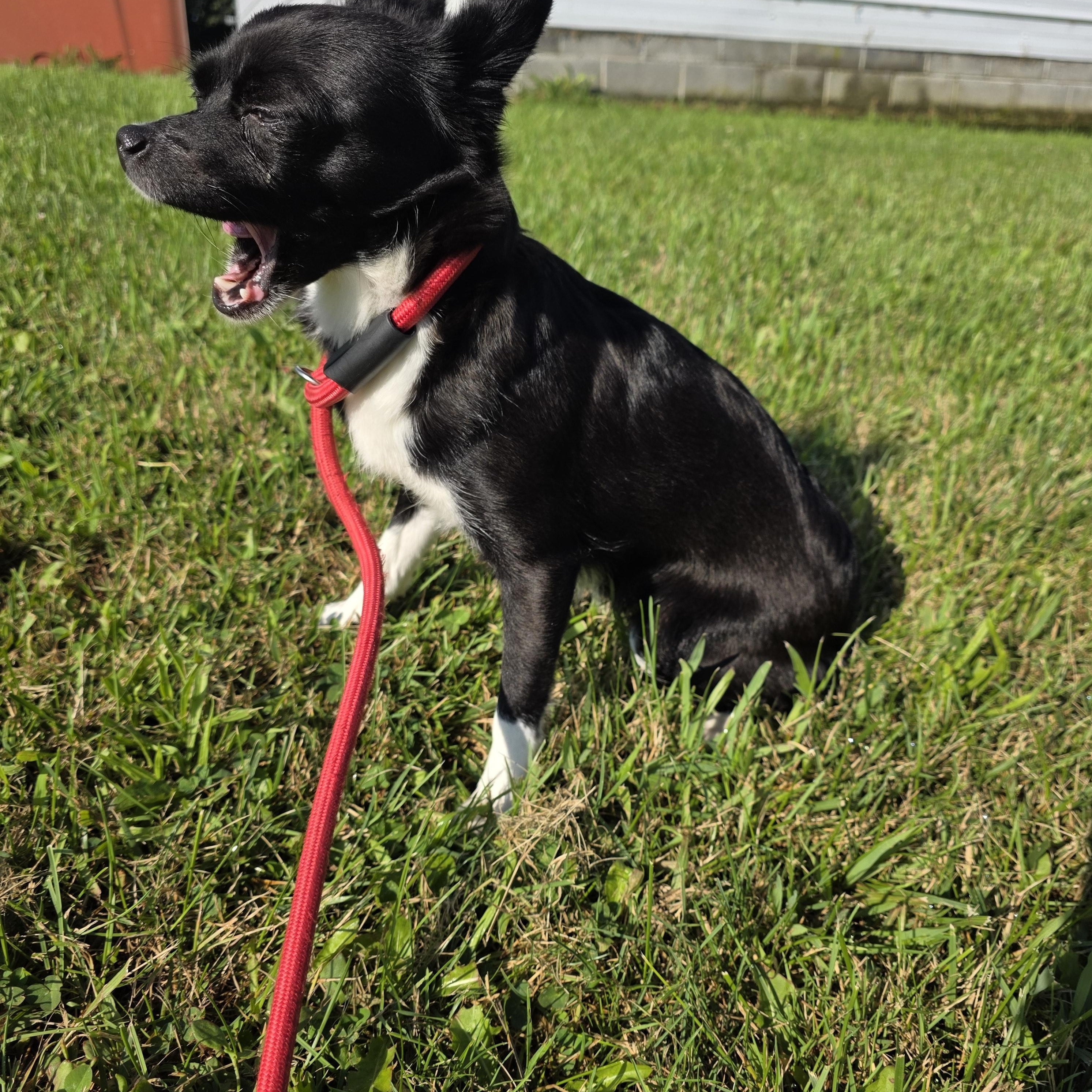 Enlarge Lilly, an adopted Chiweenie in Covington, VA image 2/2