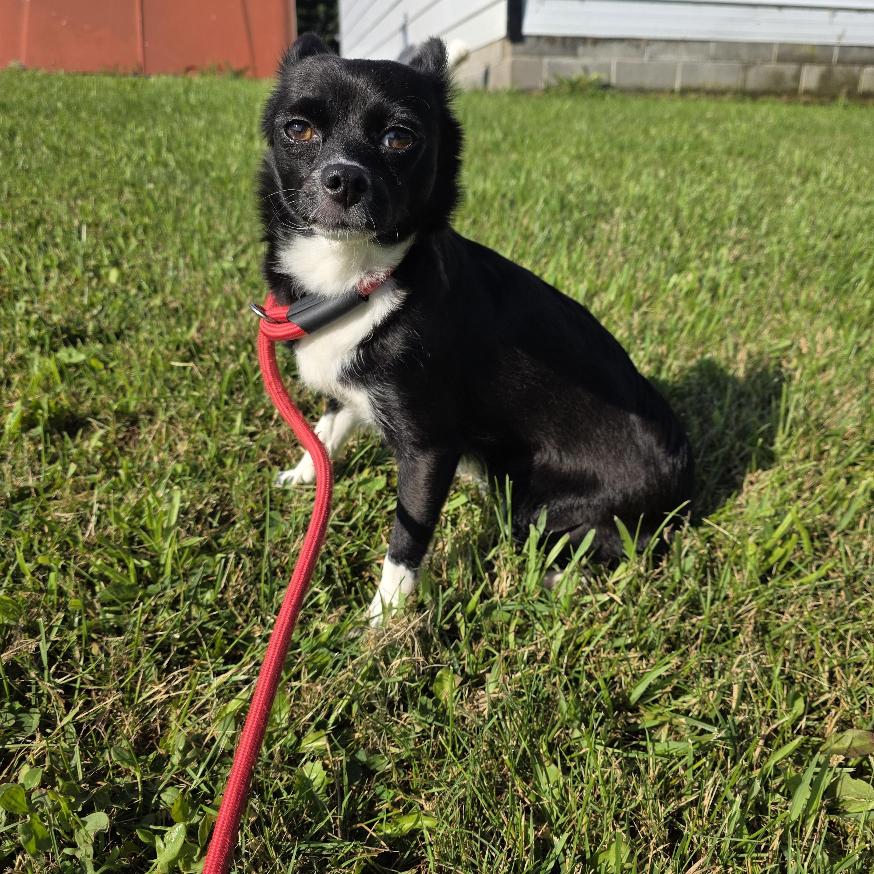 Lilly, adopted, Adult Female Chiweenie.
