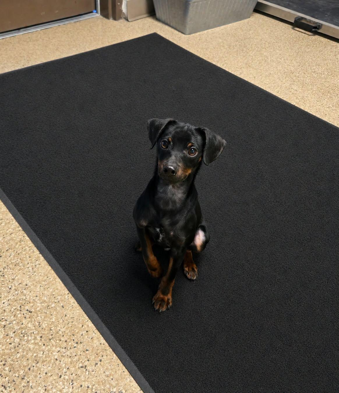 Enlarge Hercules, a ADOPTABLE Miniature Pinscher in Gardnerville, NV image 1/1