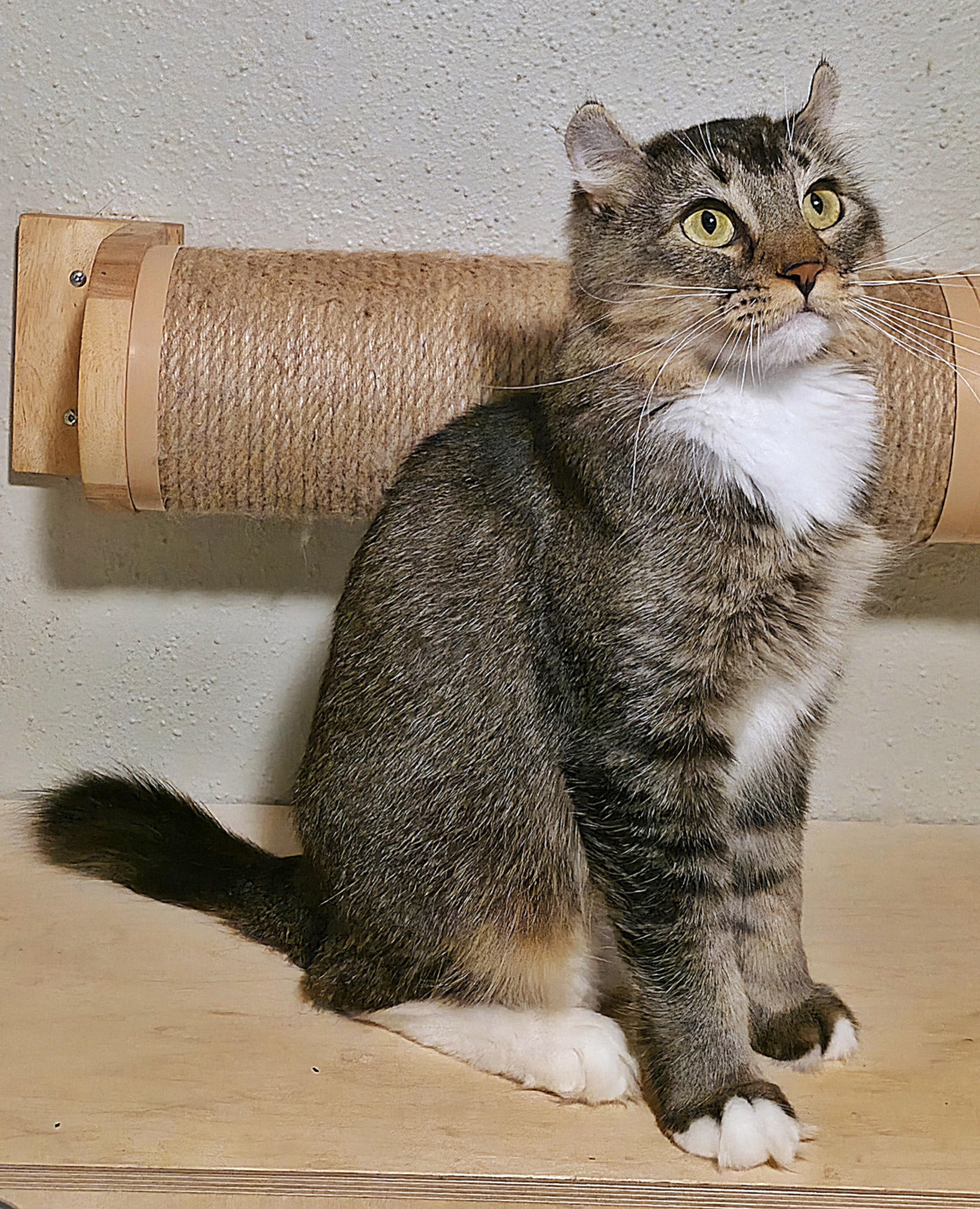 Enlarge Sorcha , a ADOPTABLE Highland Fold in Converse, TX image 5/6