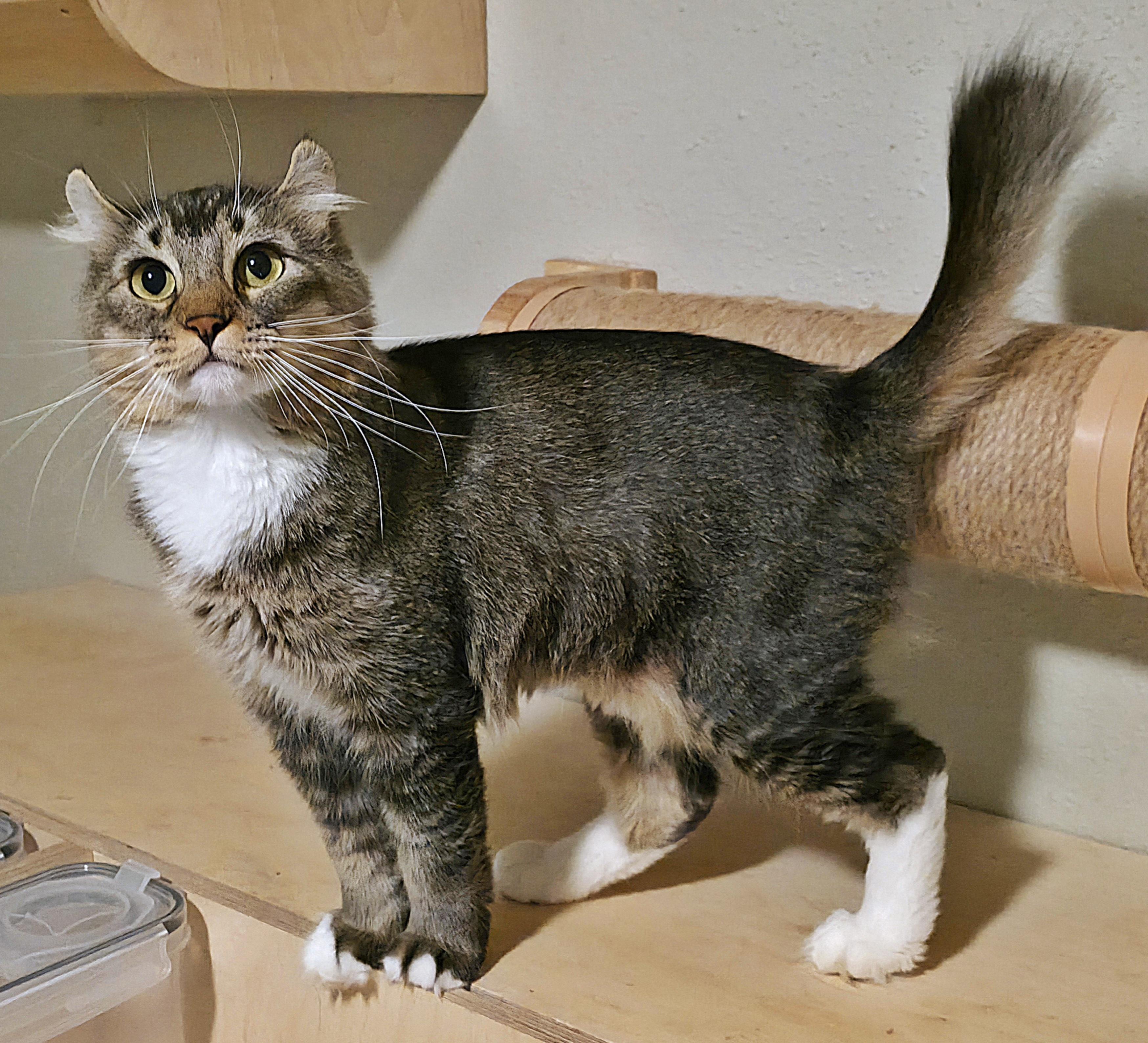 Enlarge Sorcha , a ADOPTABLE Highland Fold in Converse, TX image 2/6