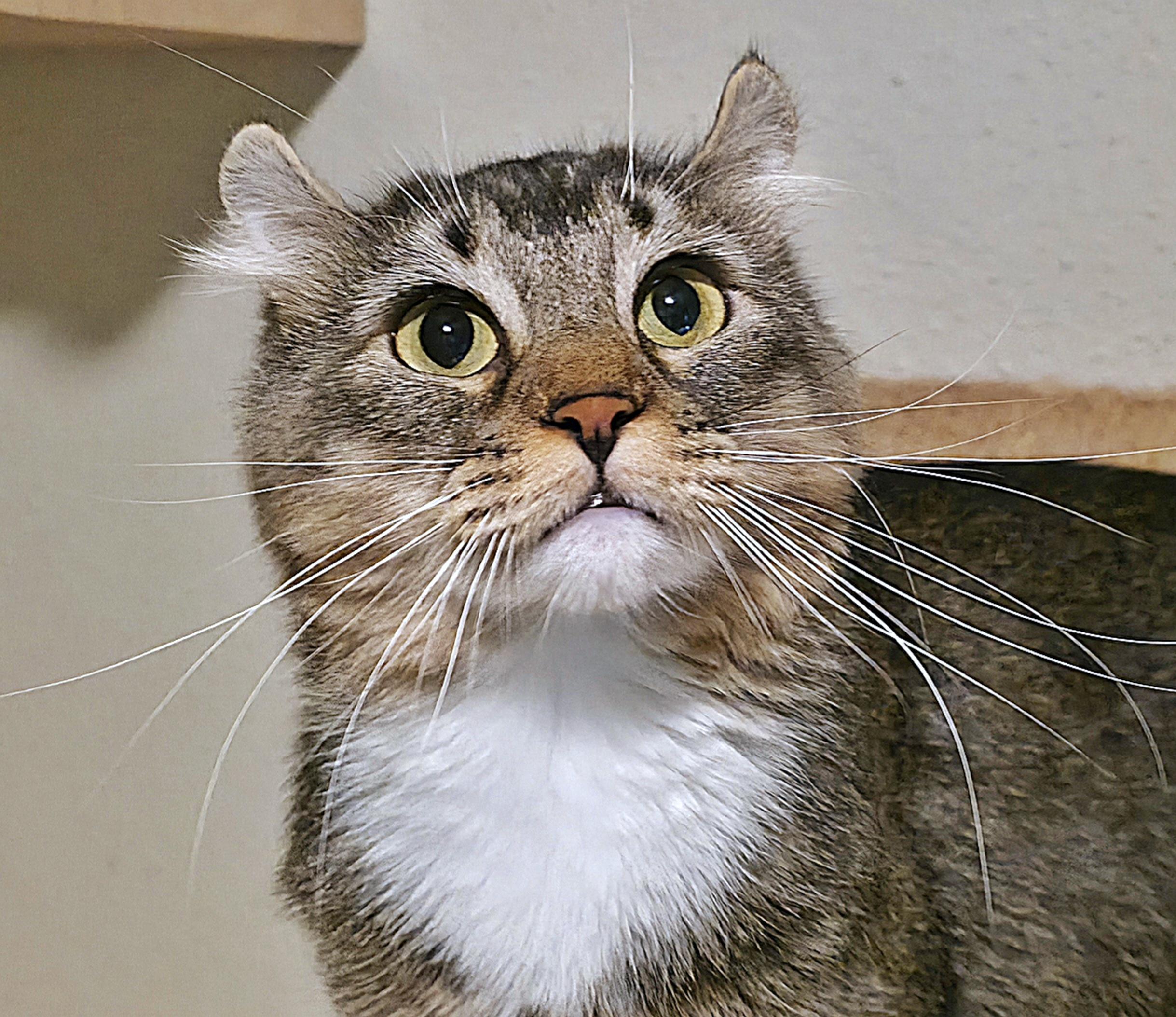 Enlarge Sorcha , a ADOPTABLE Highland Fold in Converse, TX image 1/6