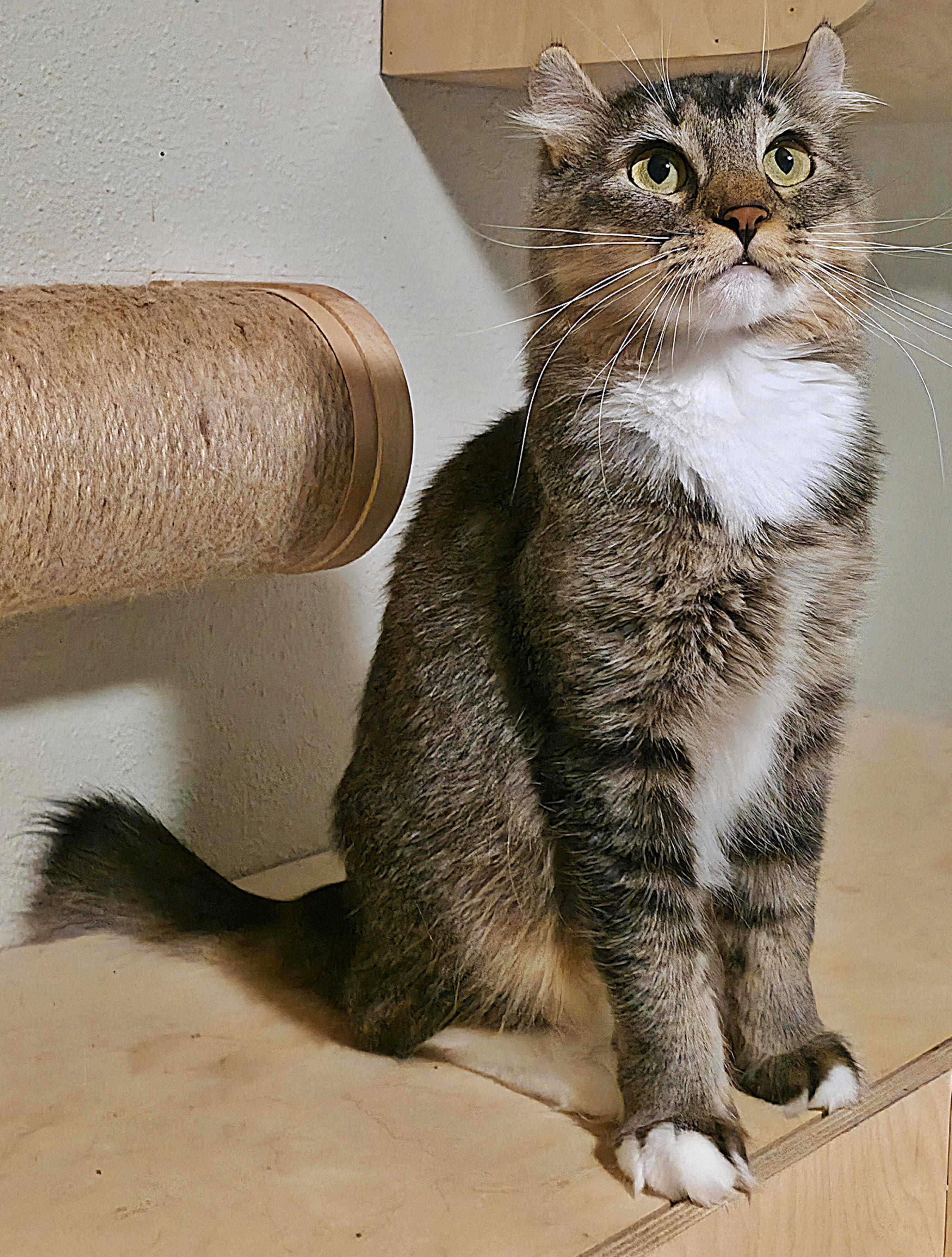 Enlarge Sorcha , a ADOPTABLE Highland Fold in Converse, TX image 4/6