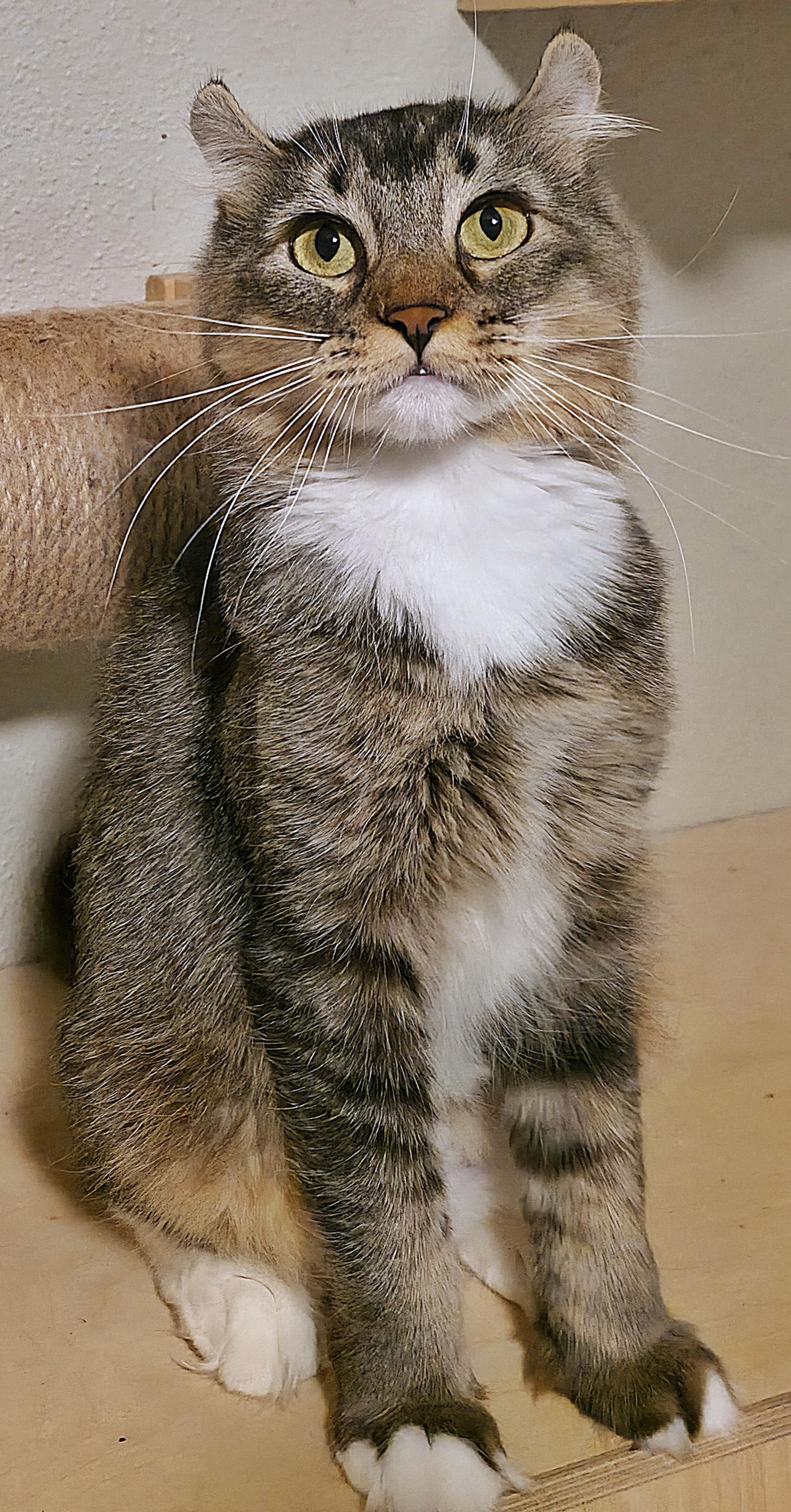 Enlarge Sorcha , a ADOPTABLE Highland Fold in Converse, TX image 3/6