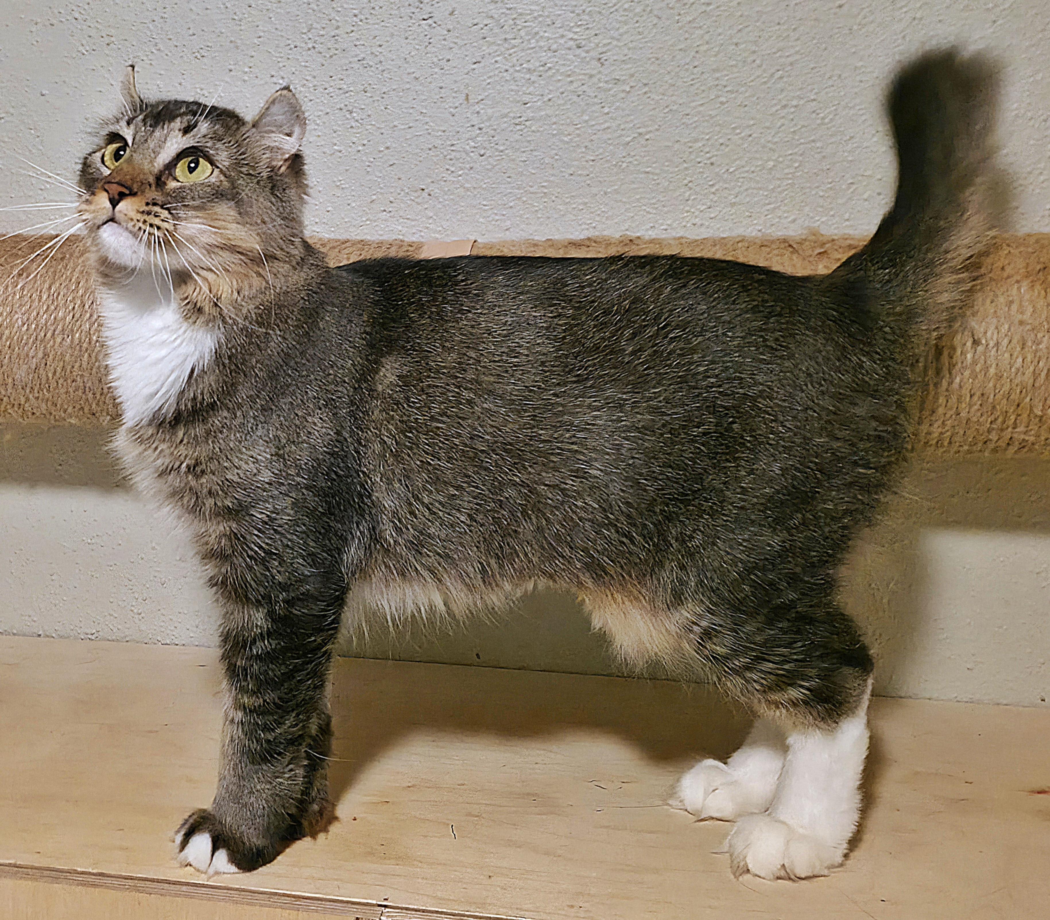Enlarge Sorcha , a ADOPTABLE Highland Fold in Converse, TX image 6/6