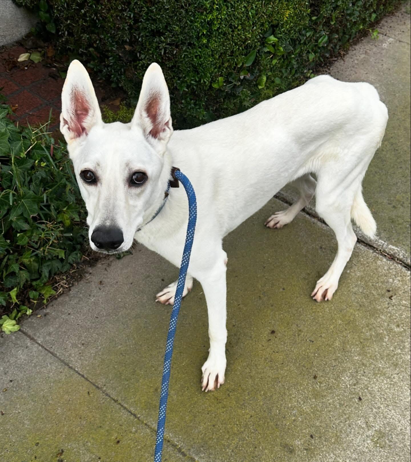 Enlarge Gracie Mae, a Adoptable mixed breed in Newport Beach, CA image 3/4