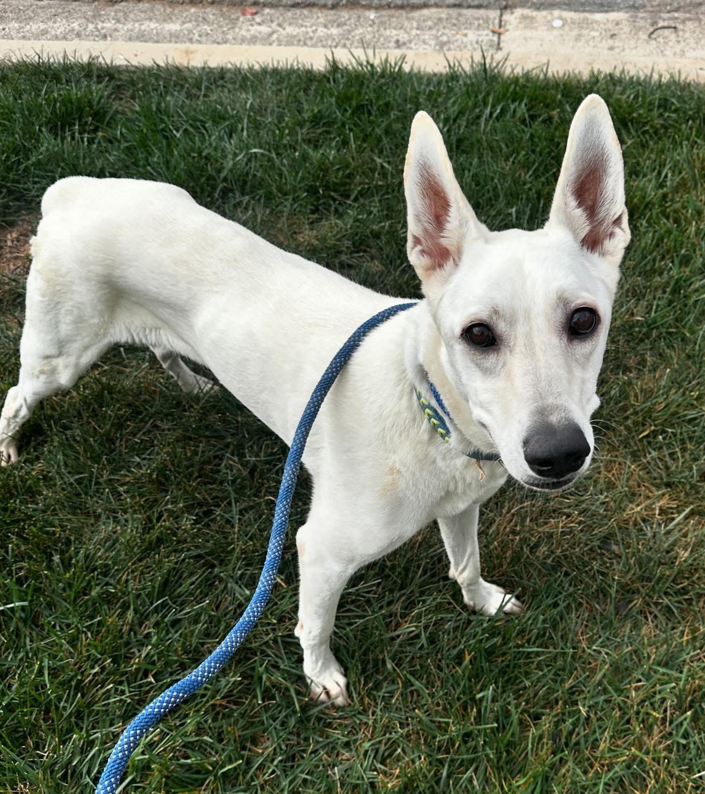 Enlarge Gracie Mae, a Adoptable mixed breed in Newport Beach, CA image 2/4