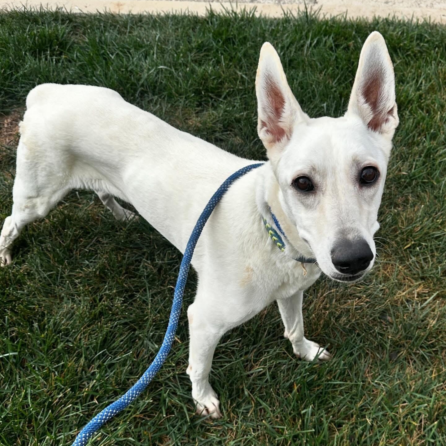 Enlarge Gracie Mae, a Adoptable mixed breed in Newport Beach, CA image 2/4