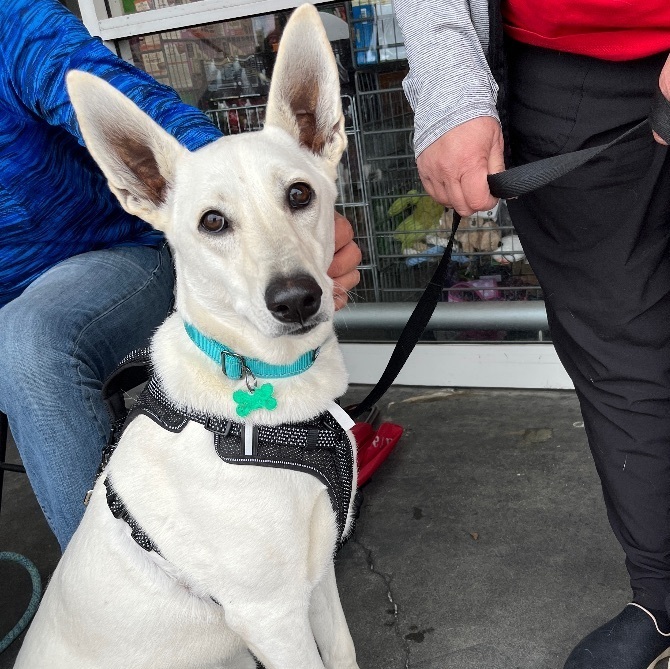 Enlarge Gracie Mae, a Adoptable mixed breed in Newport Beach, CA image 4/4