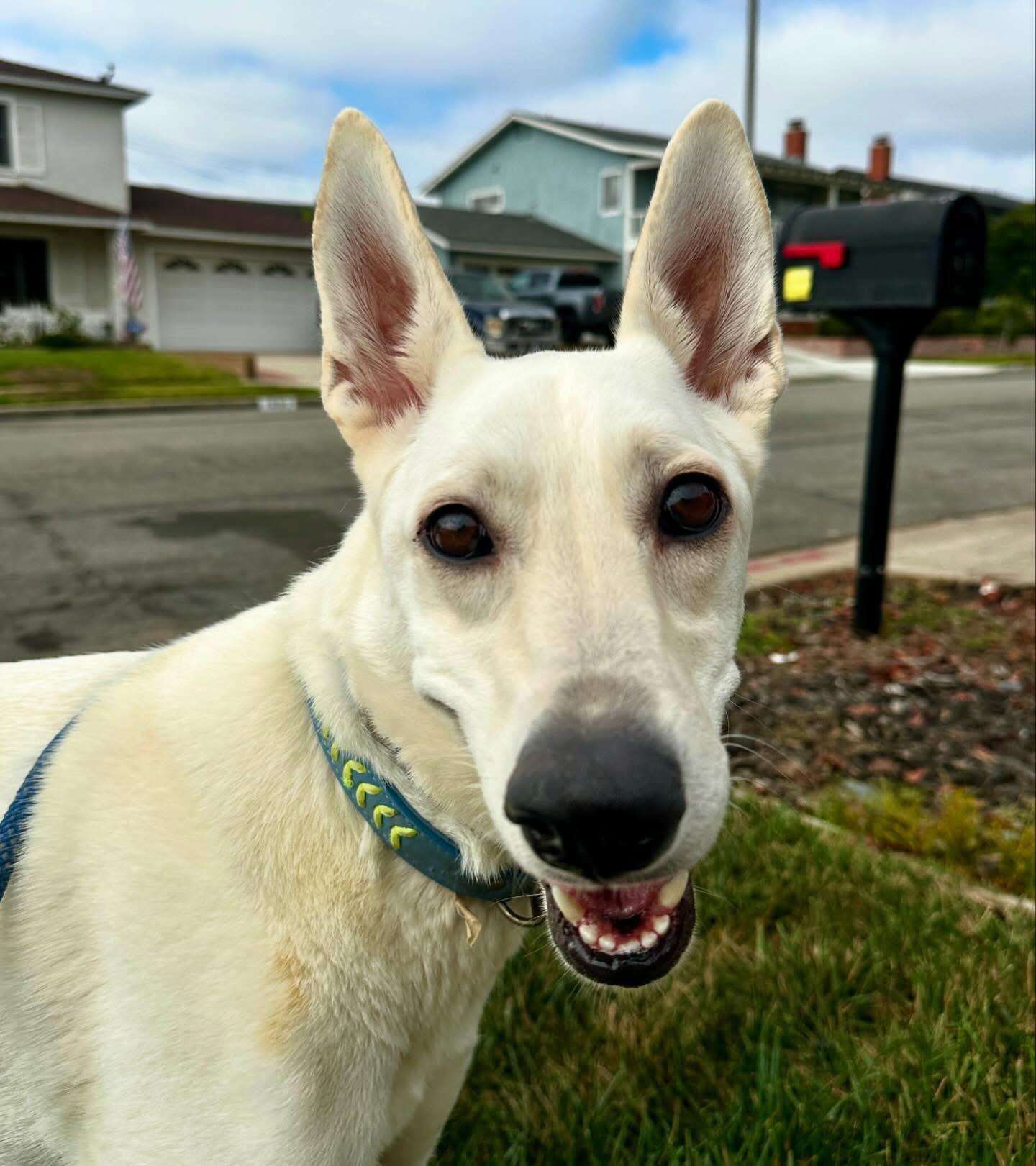 Gracie Mae, Young Female White German Shepherd