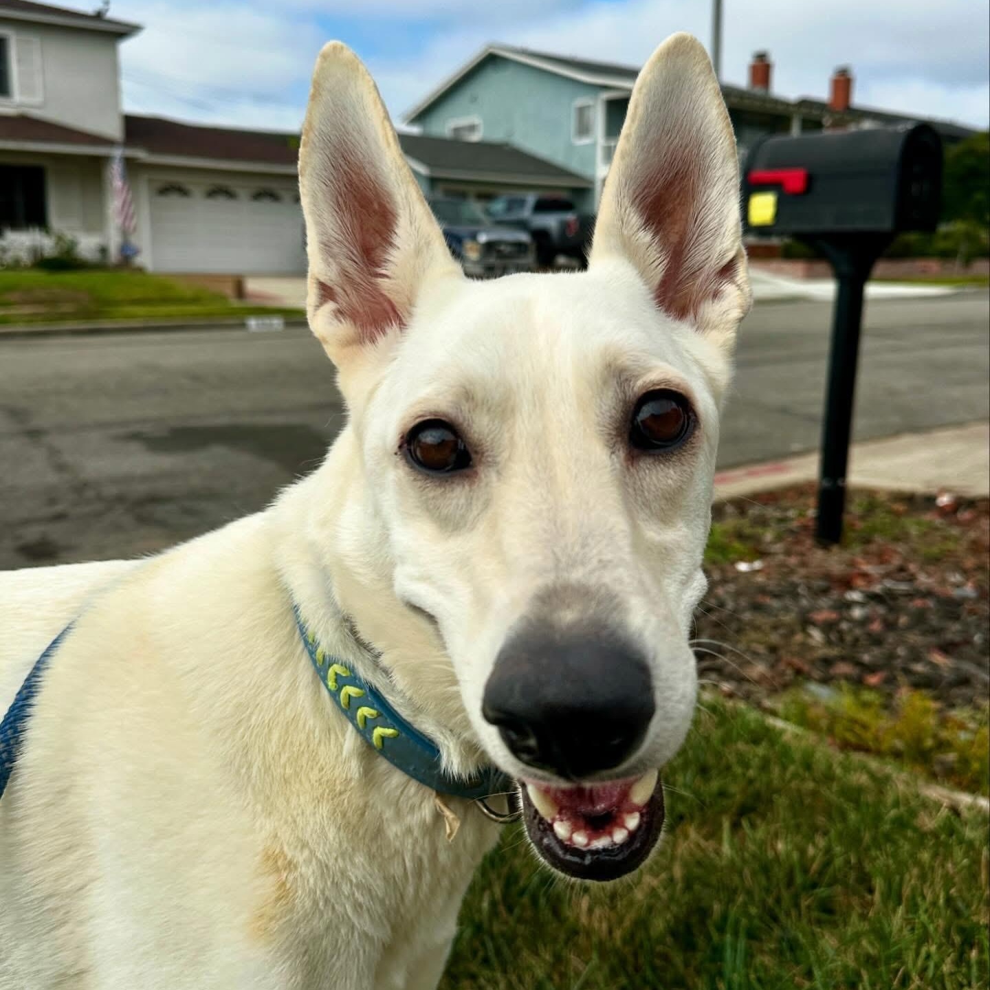 Enlarge Gracie Mae, a Adoptable mixed breed in Newport Beach, CA image 1/4