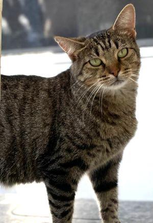Melon, Adoptable, Adult Female Tabby.