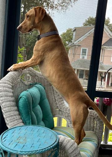 LATTE, Adoptable, Young Female Basset Hound & Labrador Retriever.