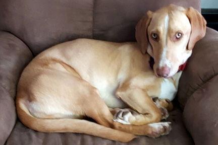 Enlarge LATTE, a Adoptable mixed breed in Mays Landing, NJ image 2/3