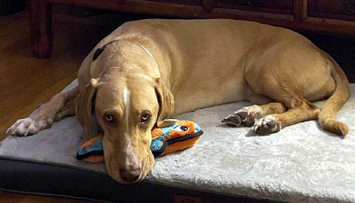 Enlarge LATTE, a Adoptable mixed breed in Mays Landing, NJ image 3/3