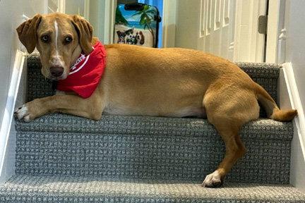 Enlarge LATTE - ADOPTION PENDING!, a Adoptable mixed breed in Mays Landing, NJ image 3/3