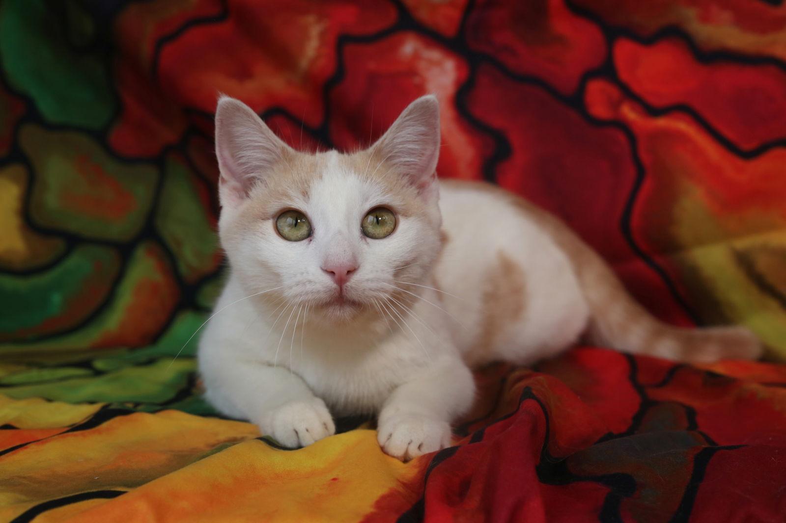 Enlarge Pavilly, a Adoptable Domestic Short Hair in New Prague, MN image 1/3