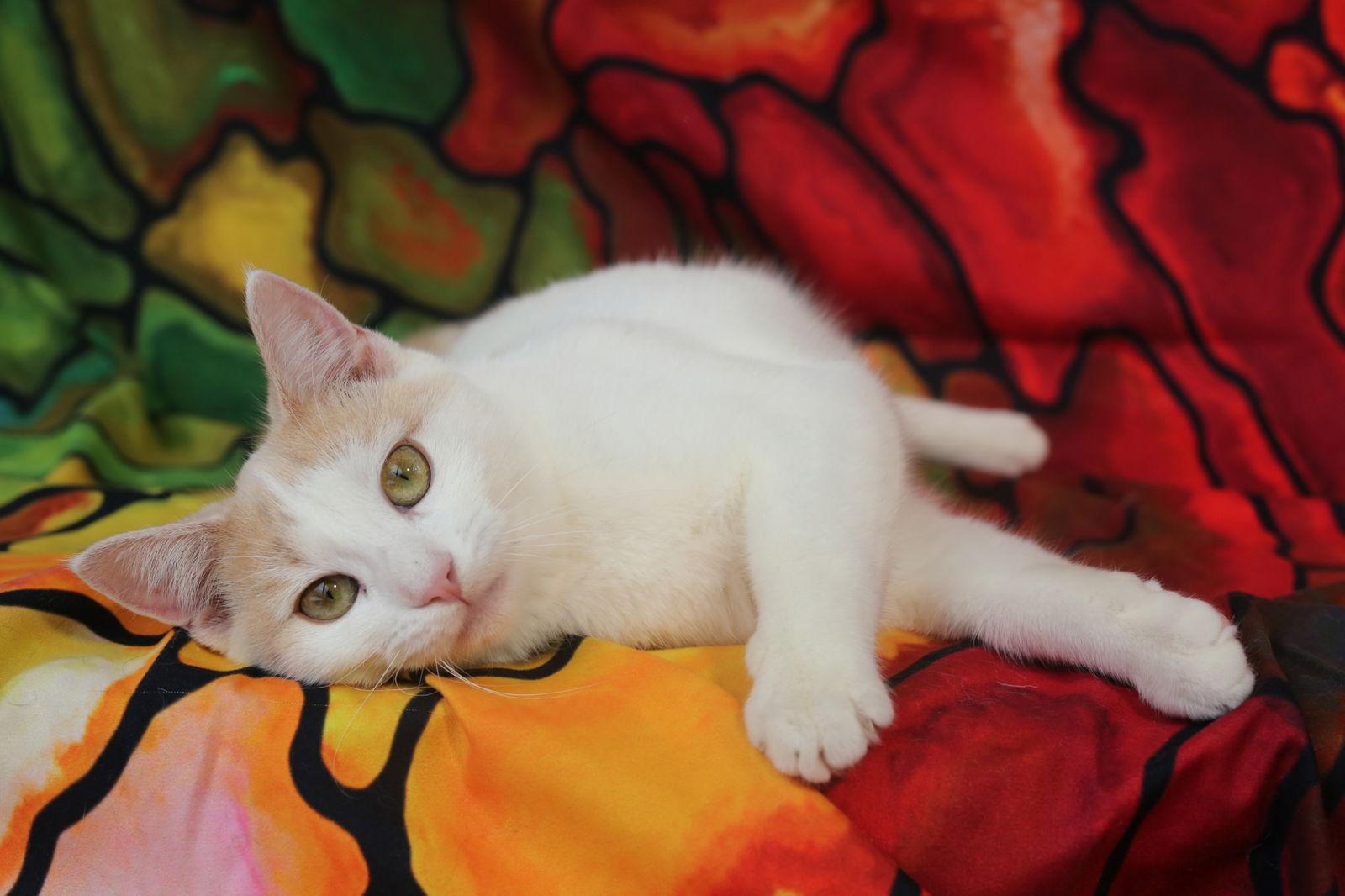 Enlarge Pavilly, a Adoptable Domestic Short Hair in New Prague, MN image 2/3