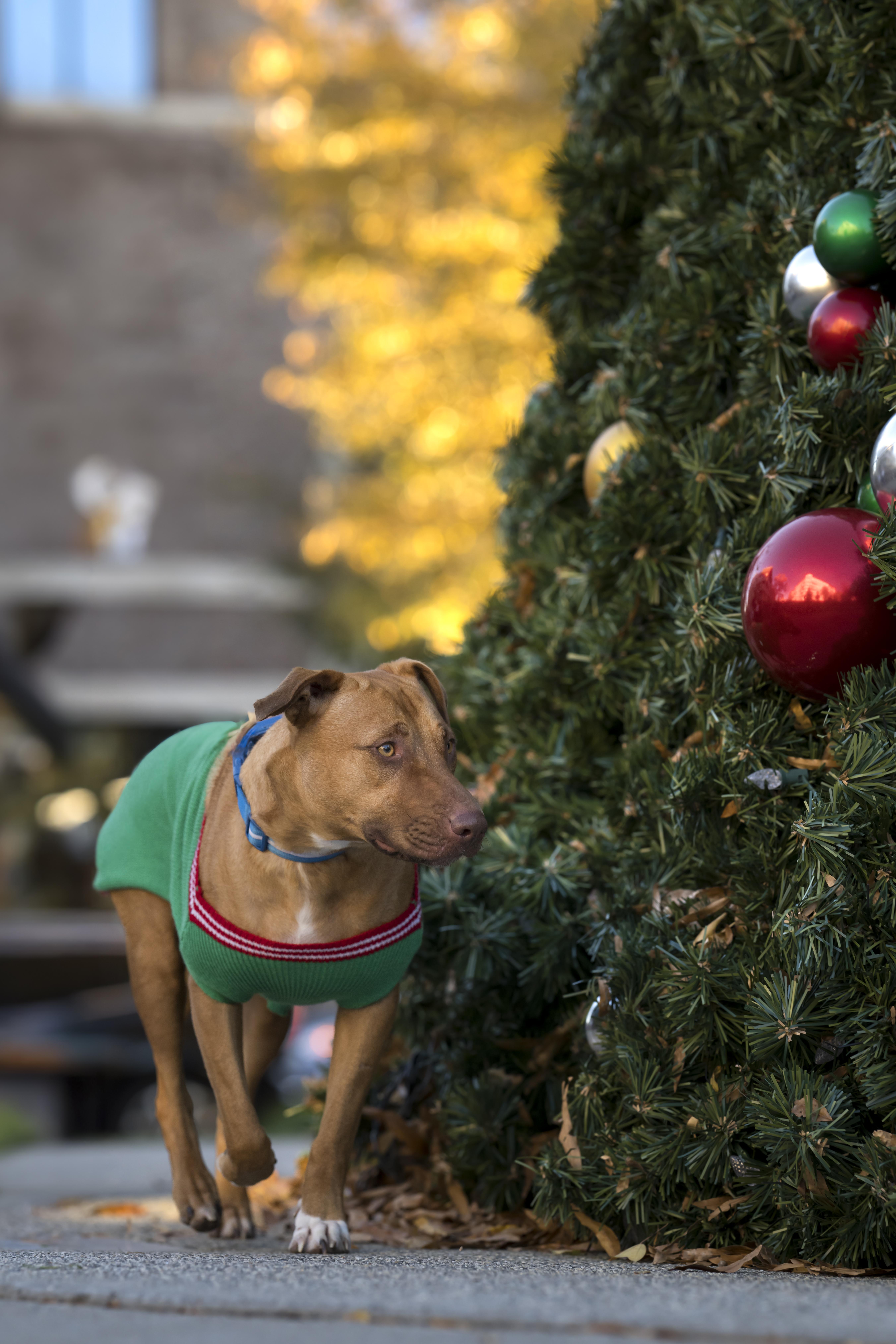 Mary Martin, an adoptable Vizsla, American Staffordshire Terrier in Roswell, GA, 30076 | Photo Image 3