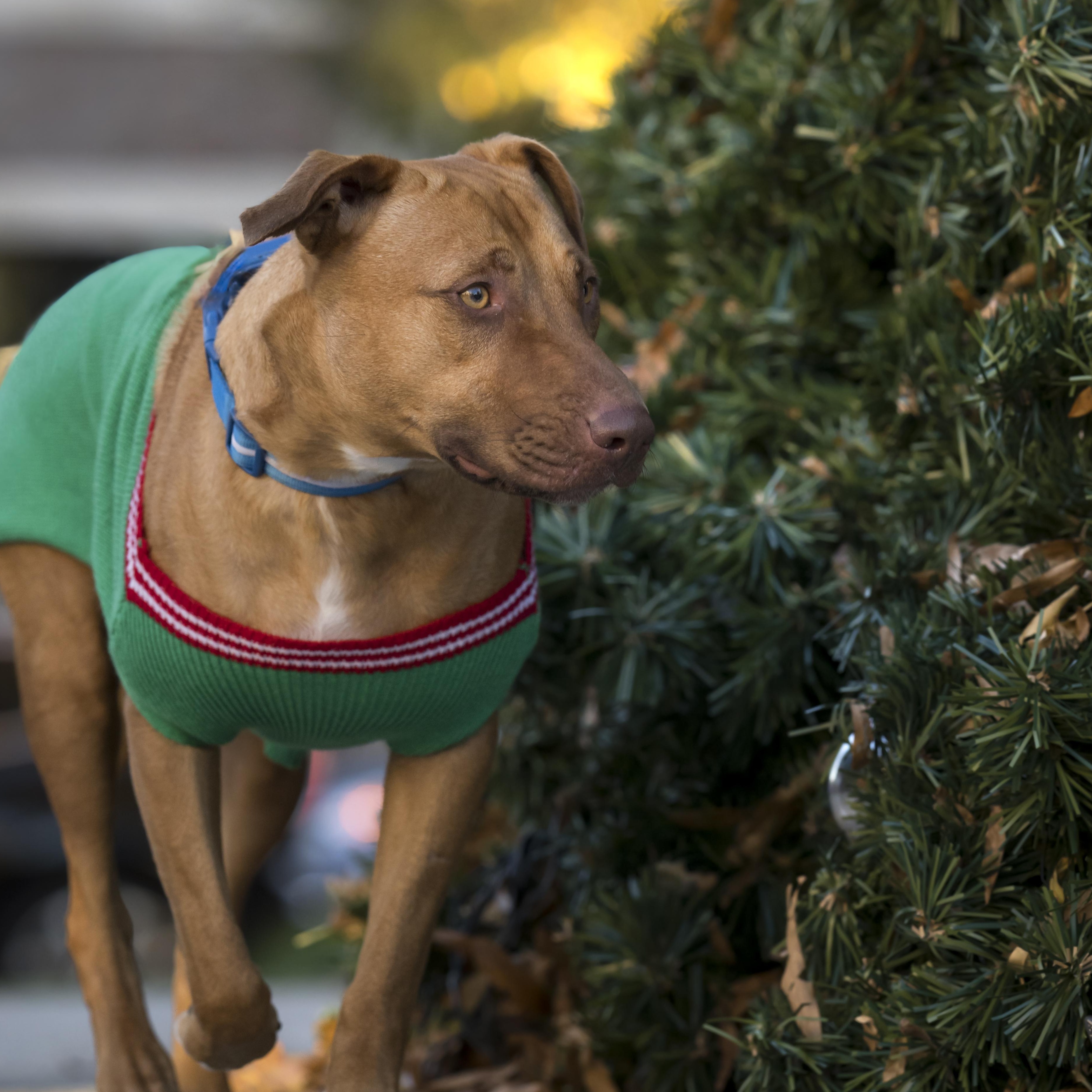 Mary Martin, a Adoptable mixed breed in Roswell, GA image 2/6