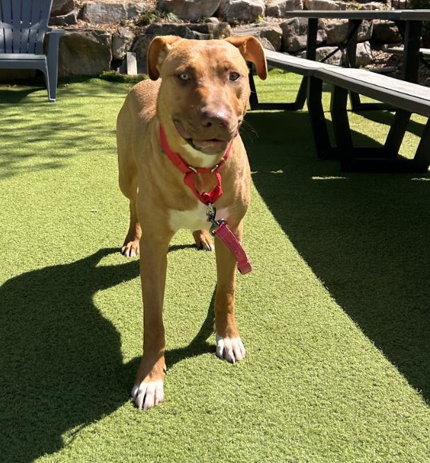 Mary Martin, a Adoptable mixed breed in Roswell, GA image 3/6