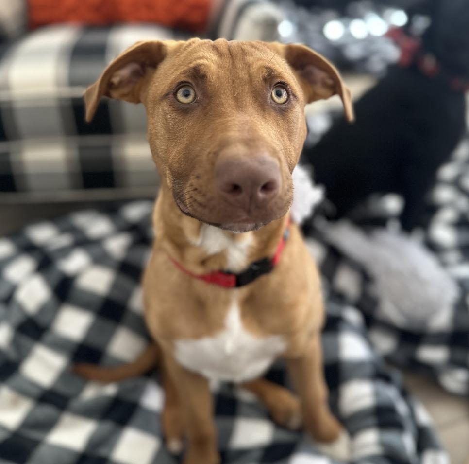 Mary Martin, a Adoptable mixed breed in Roswell, GA image 6/6