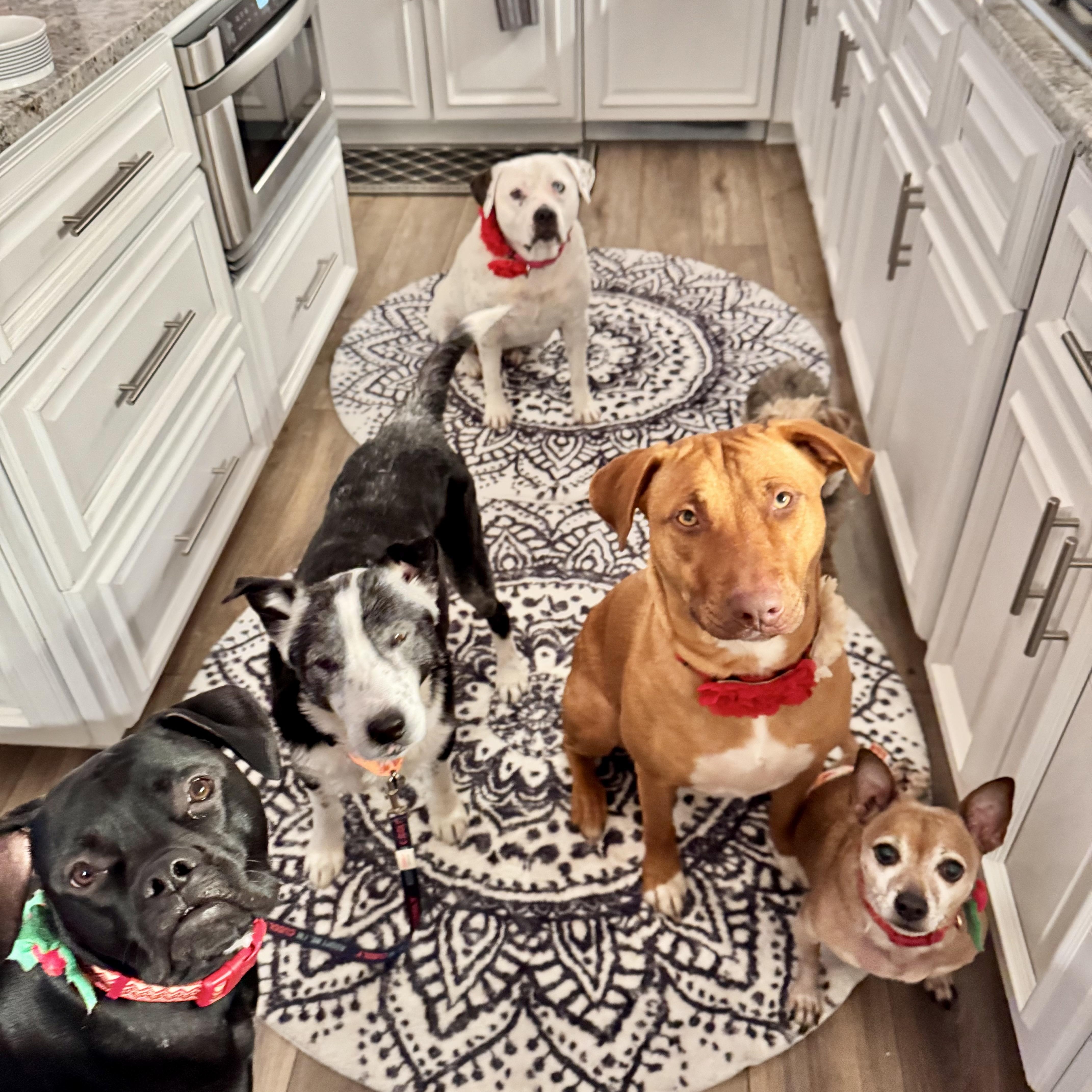 Mary Martin, a Adoptable mixed breed in Roswell, GA image 5/6