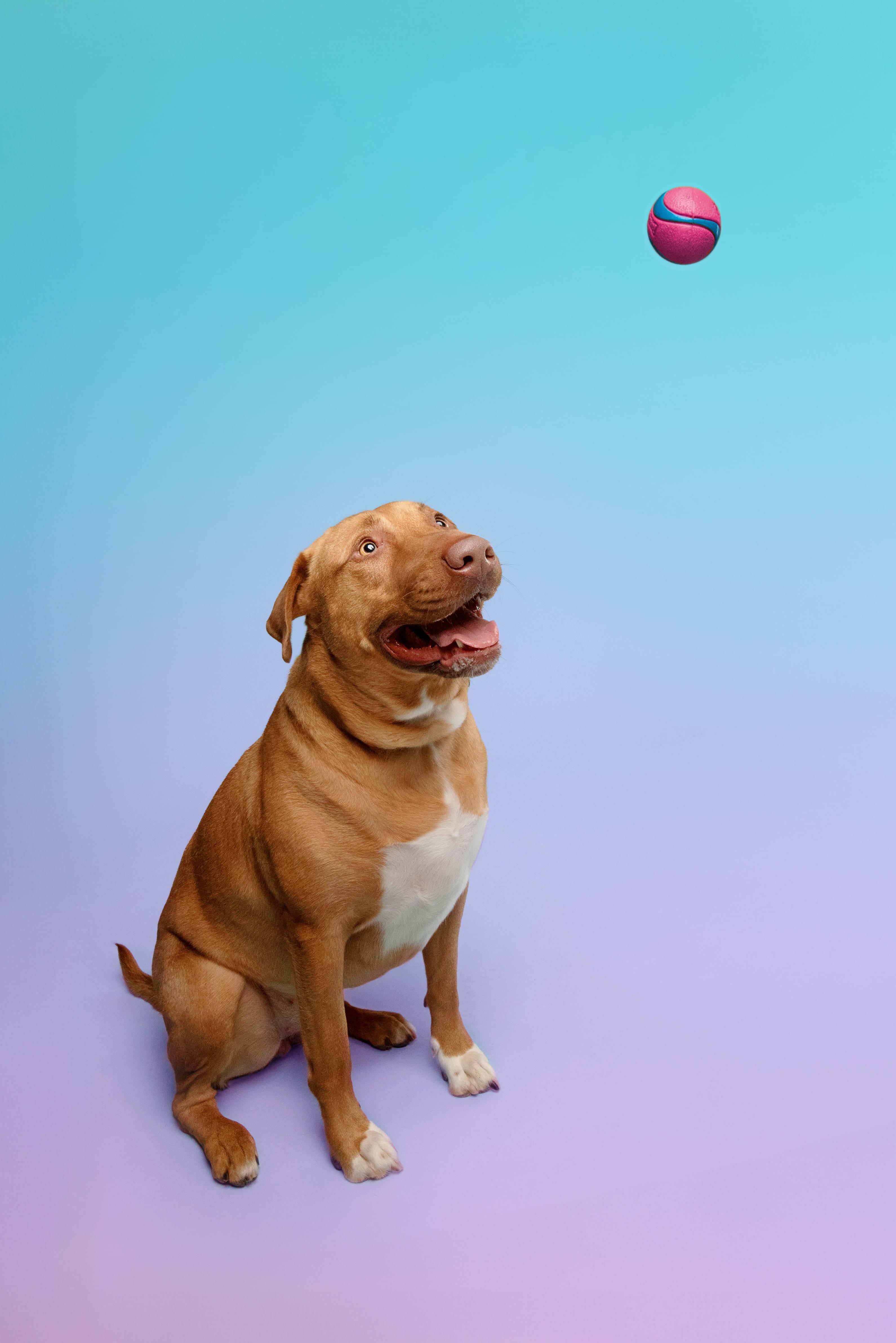 Enlarge Mary Martin, a Adoptable mixed breed in Roswell, GA image 2/6