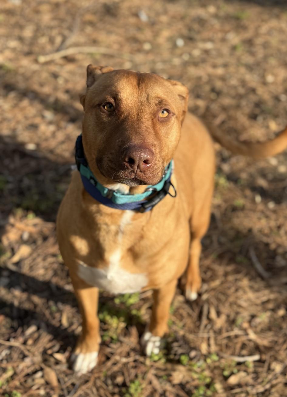 Enlarge Mary Martin, a Adoptable mixed breed in Roswell, GA image 1/4