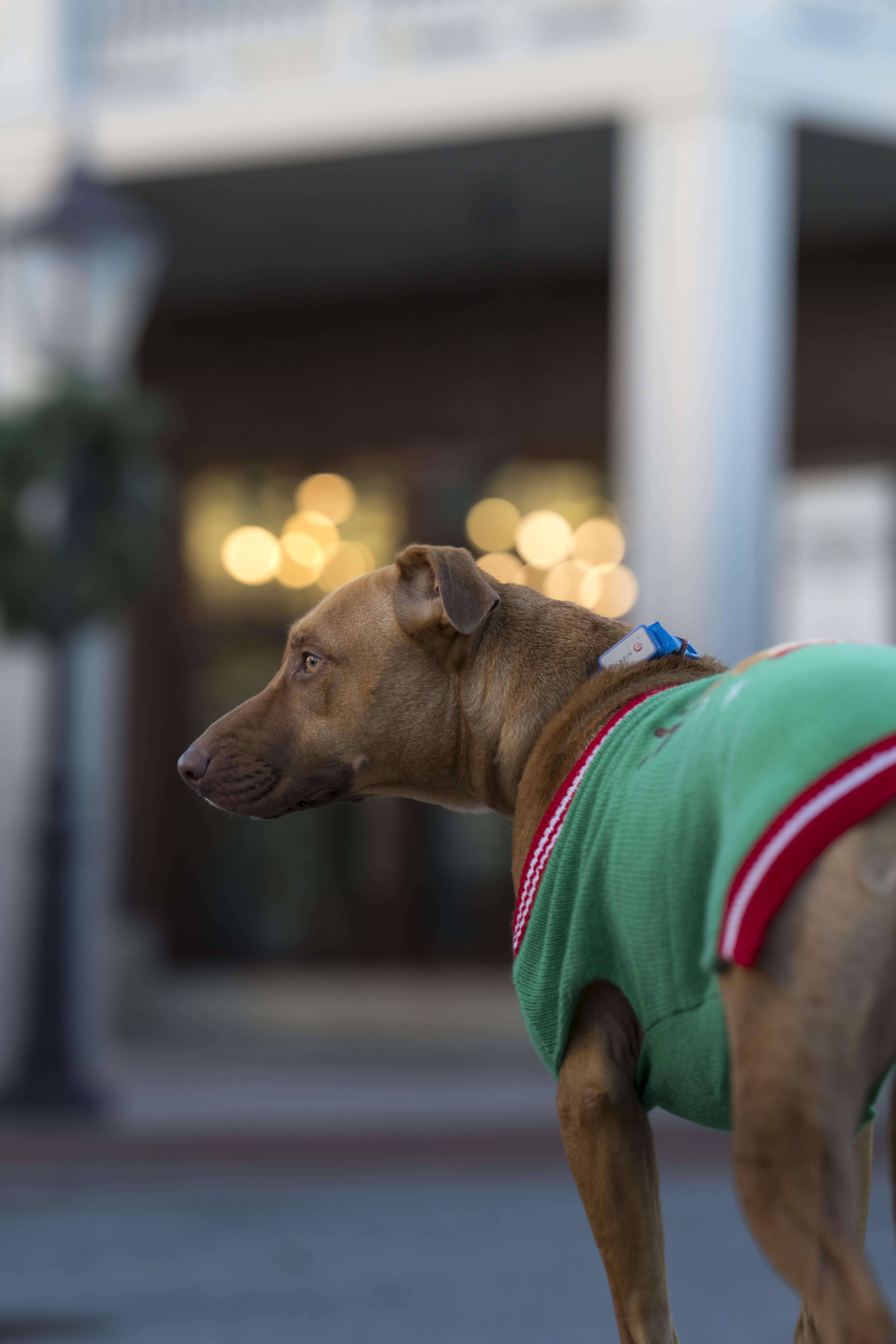 Mary Martin, a Adoptable mixed breed in Roswell, GA image 1/6